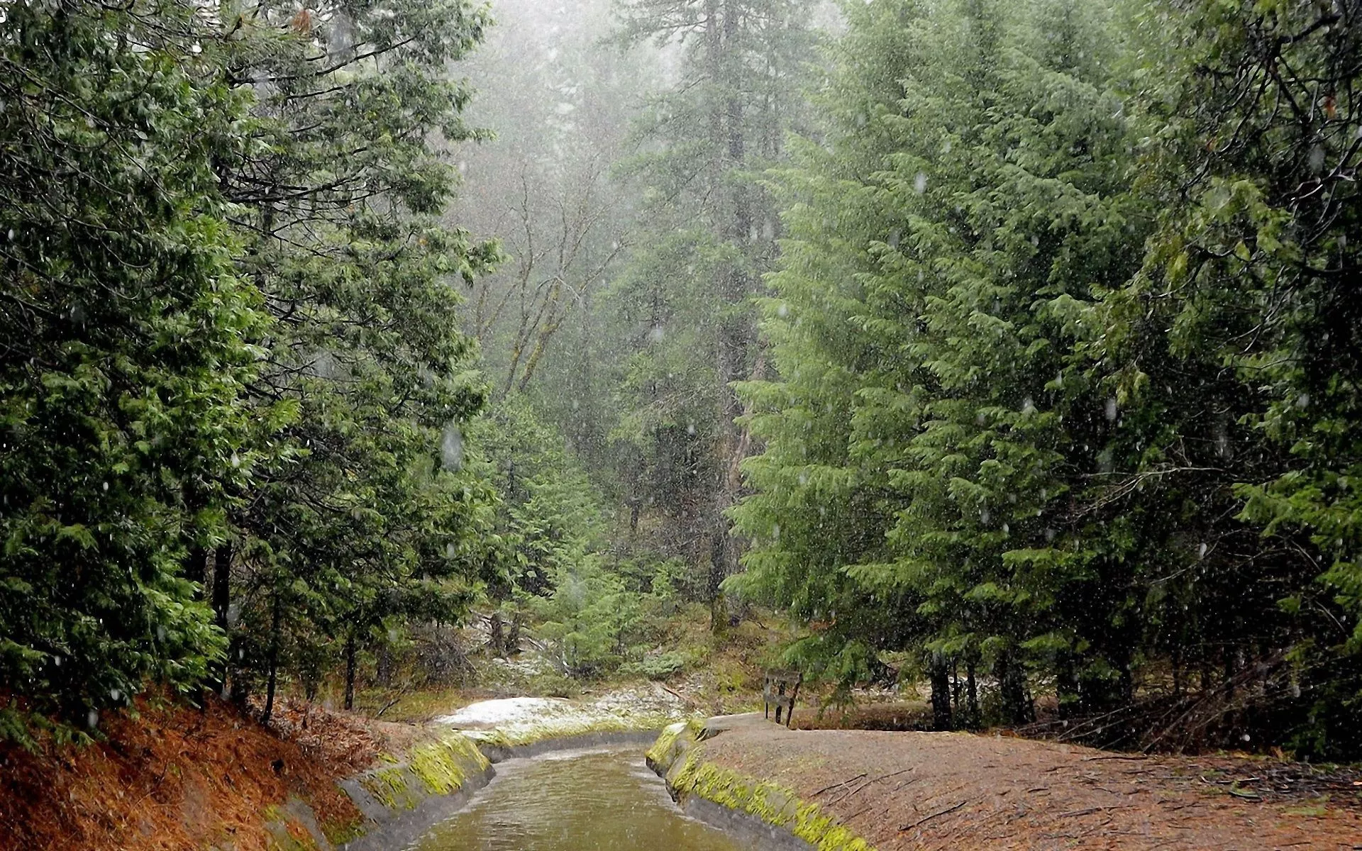 Download wallpaper 1920x1200 rain, wood