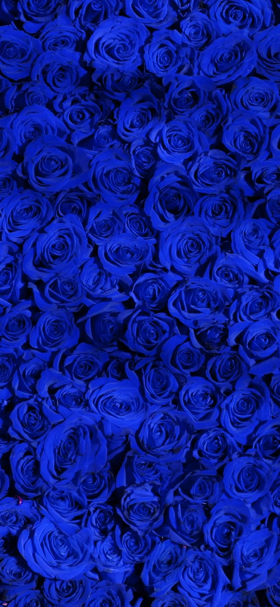 Rose Blue Pattern Wallpaper