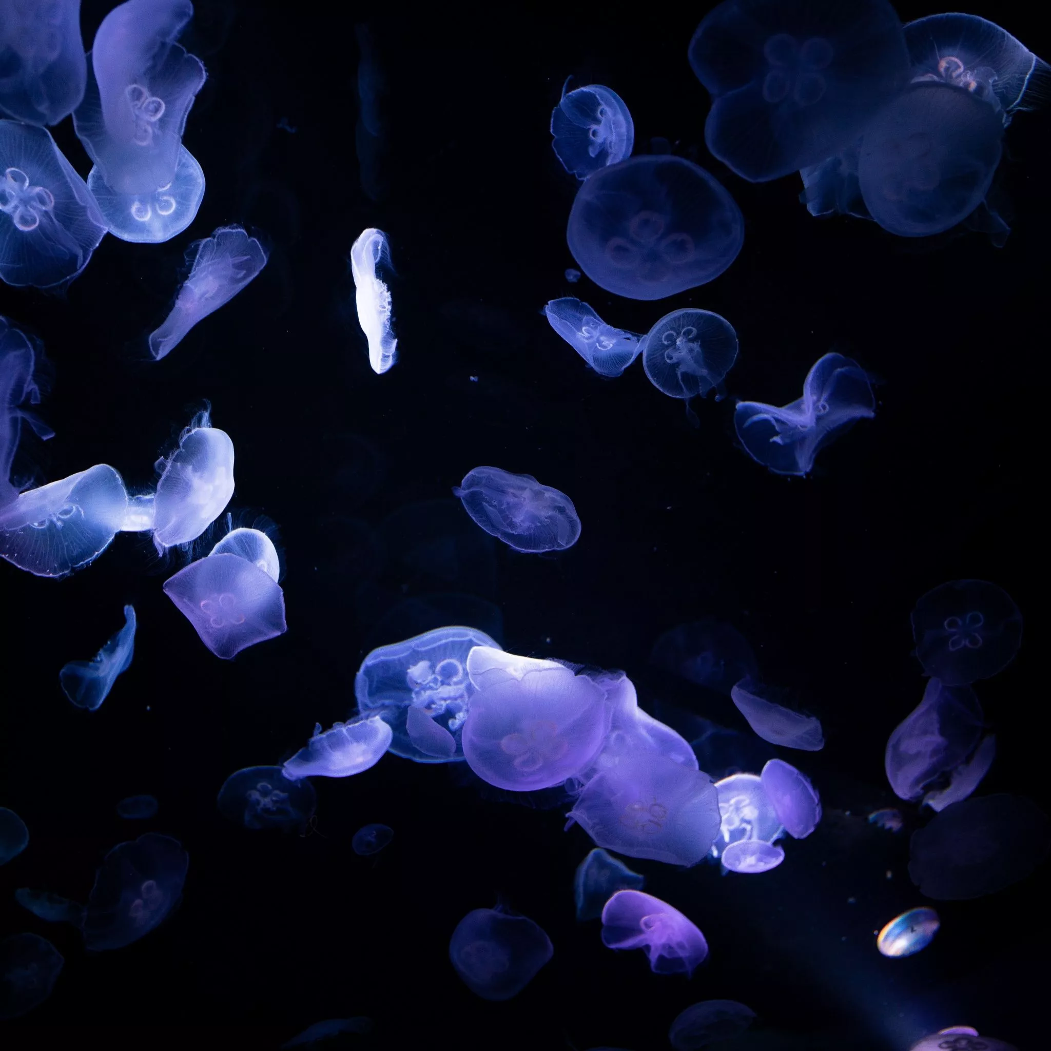 Jellyfishes Wallpaper 4K, 8K