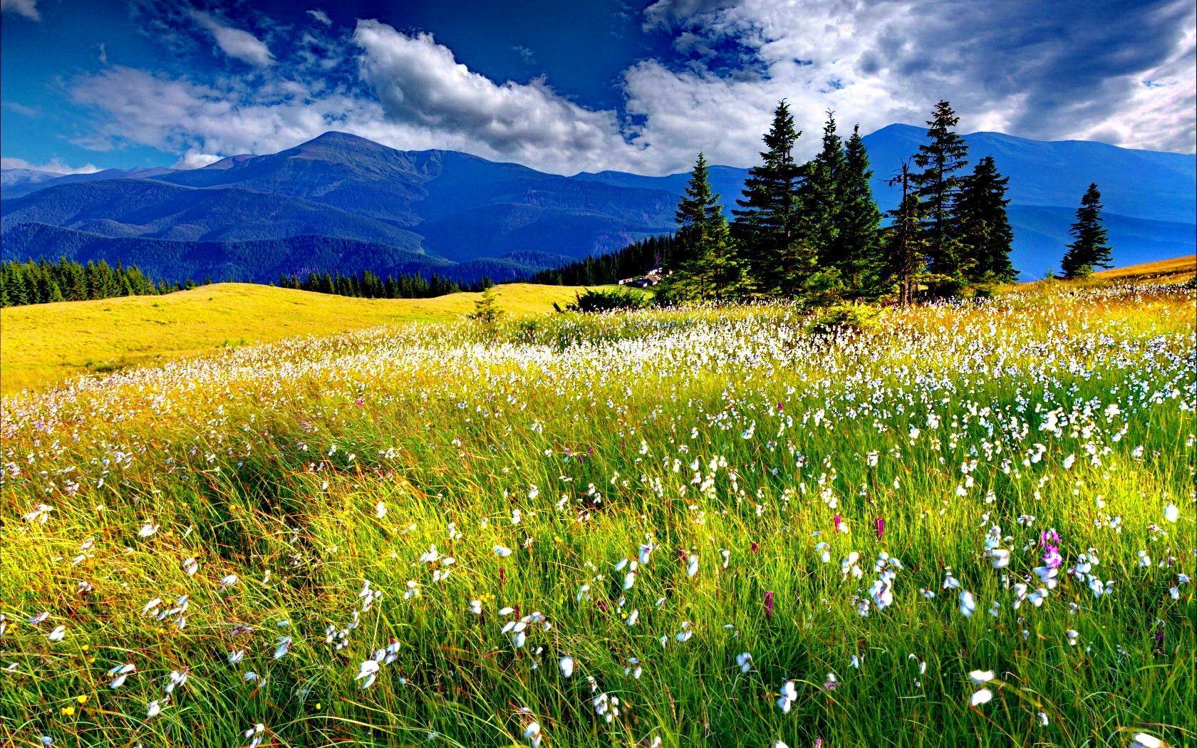 Spring Meadow Wallpaper Free