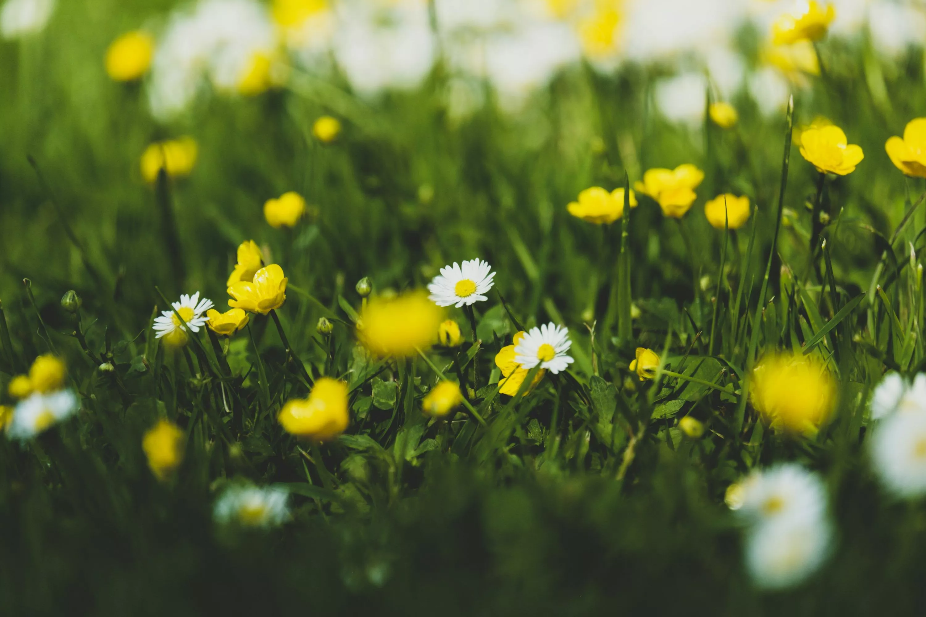 Spring Meadow Picture. Download Free