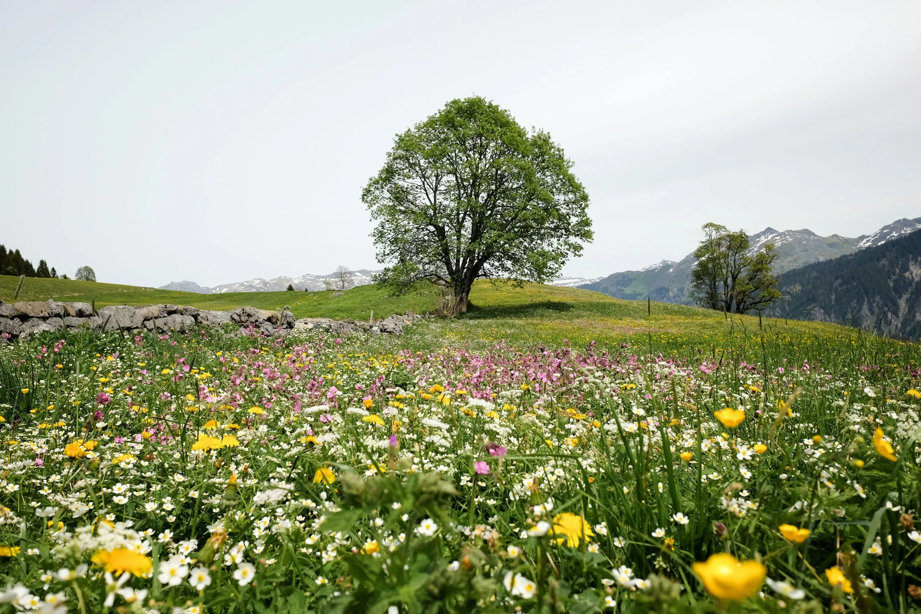 Spring Meadow Picture. Download Free