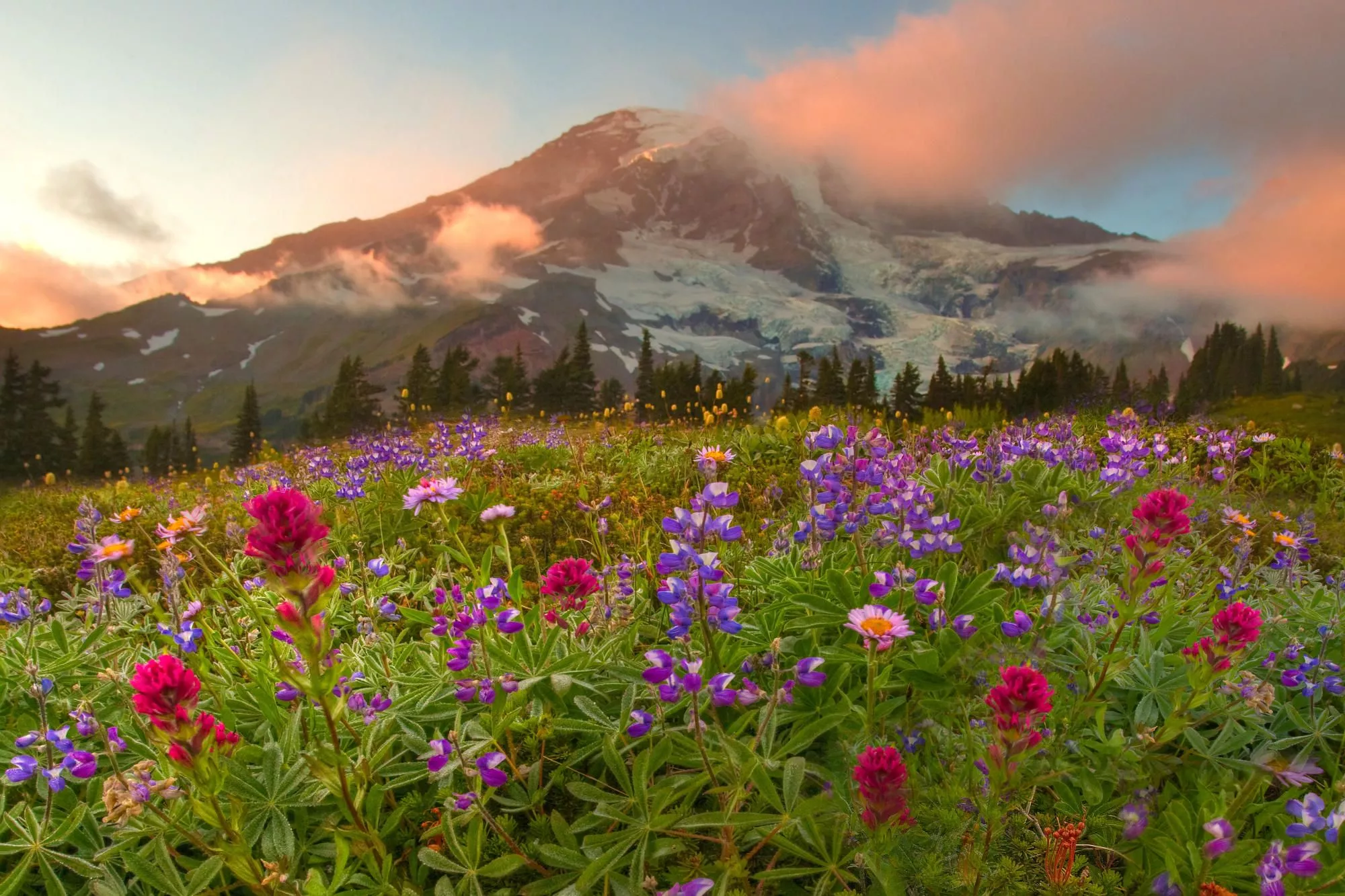 HD desktop wallpaper: Flowers, Mountain