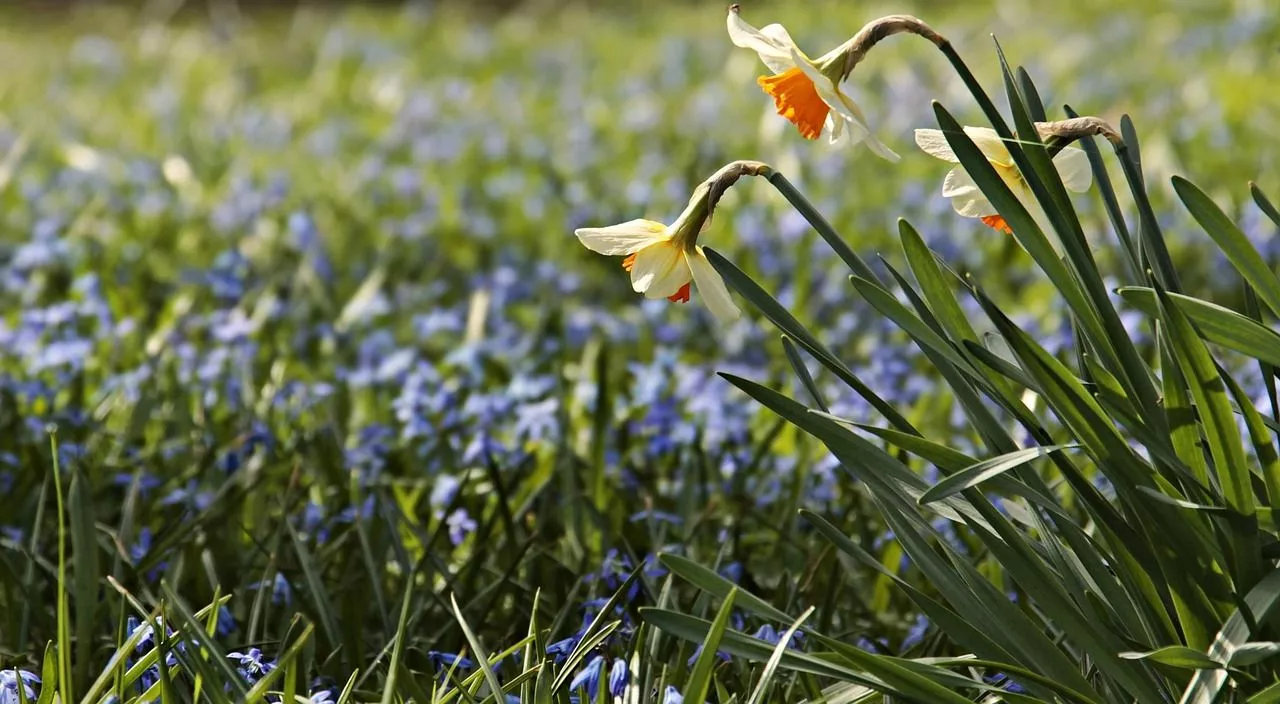 Flower Meadow Daffodils Easter