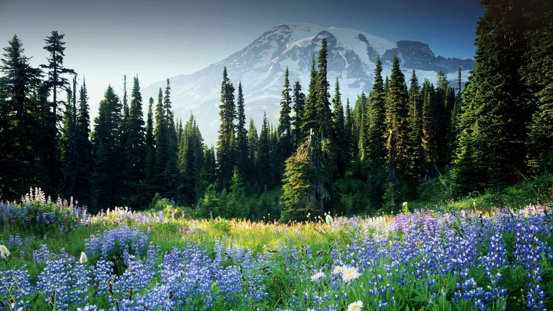 Mount Rainier National Park