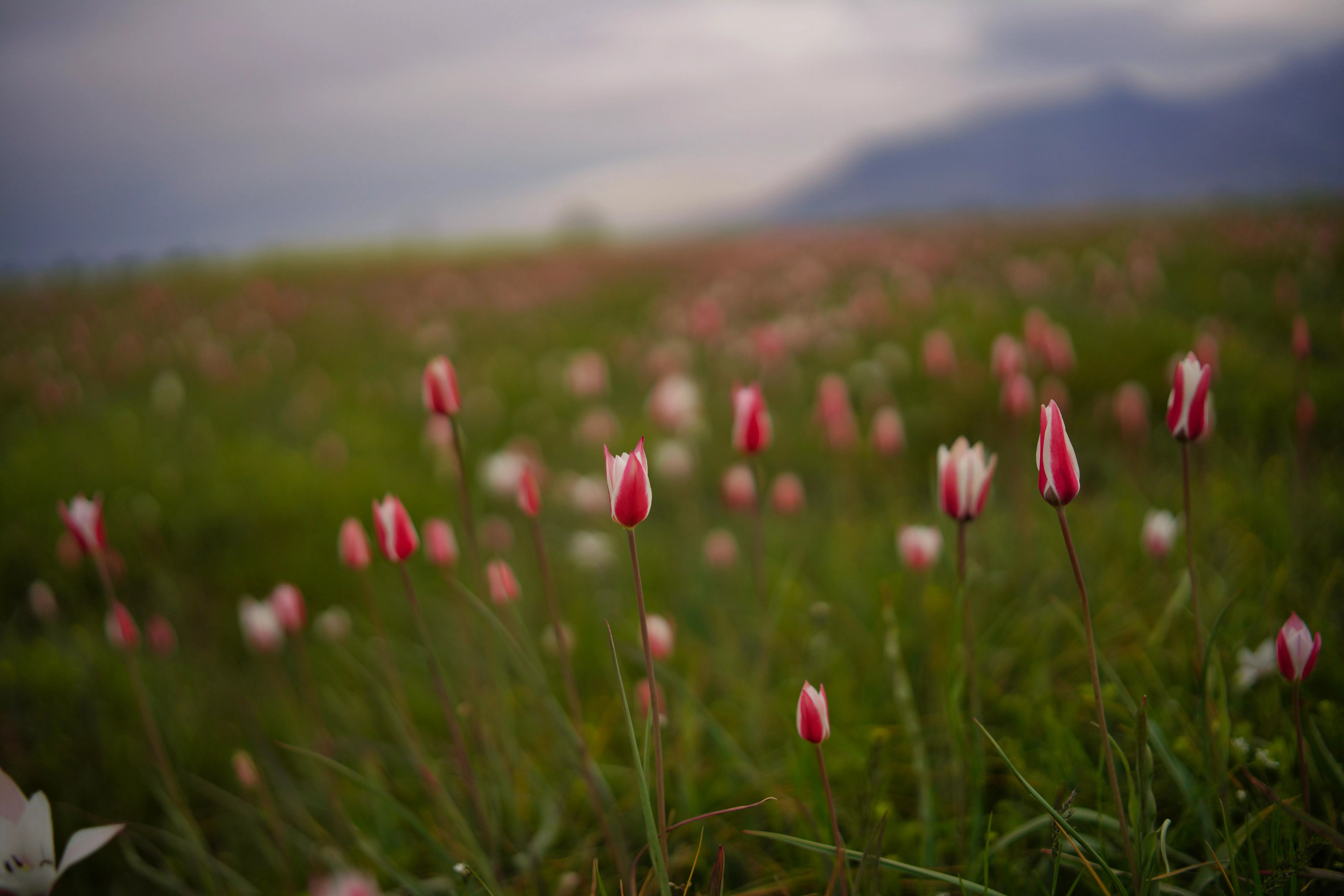 Pink Tulips on Meadow · Free