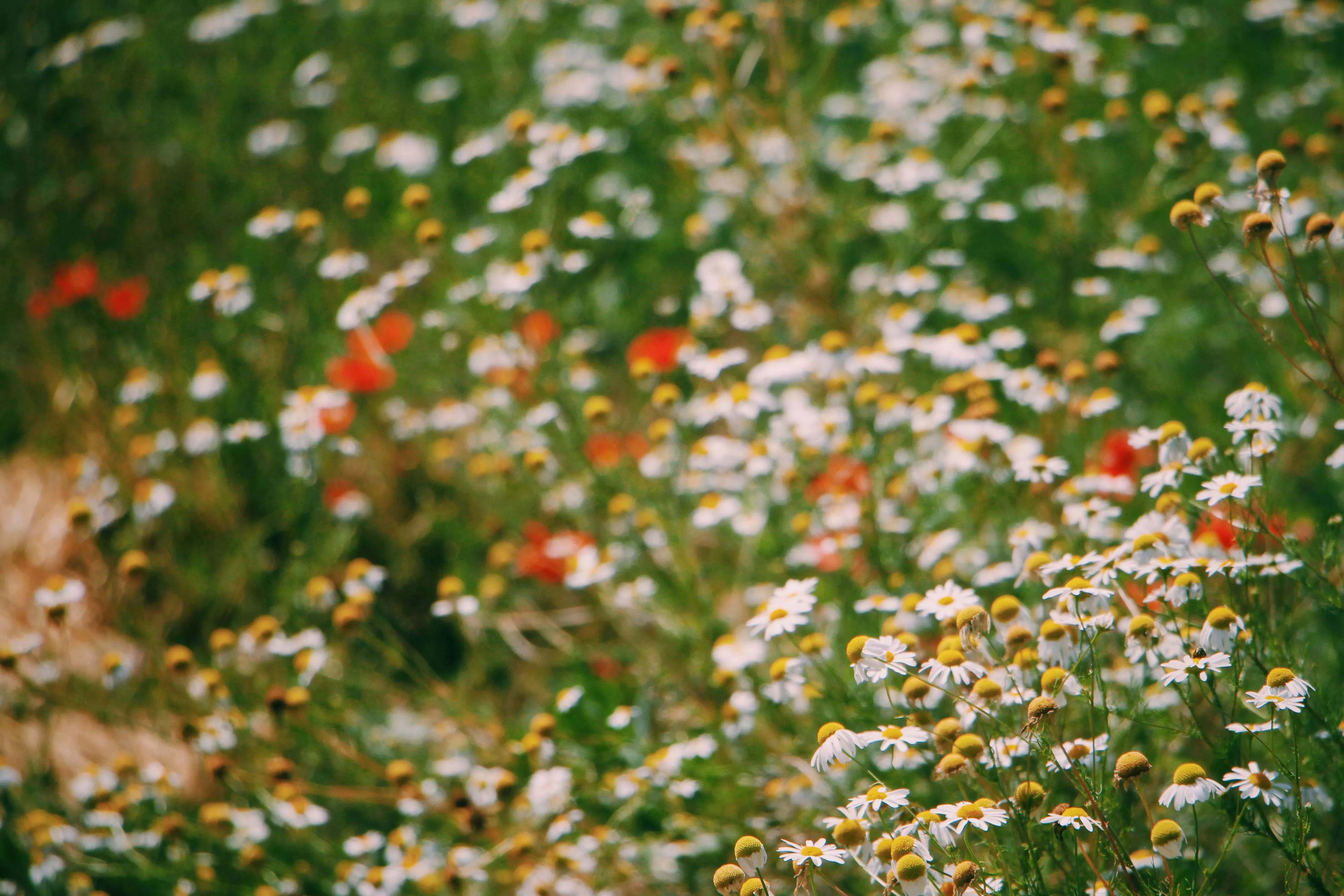 Blooming Chamomile · Free