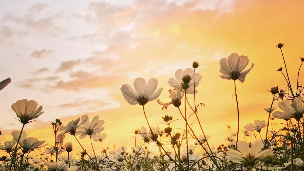 Elevated Spring Activities