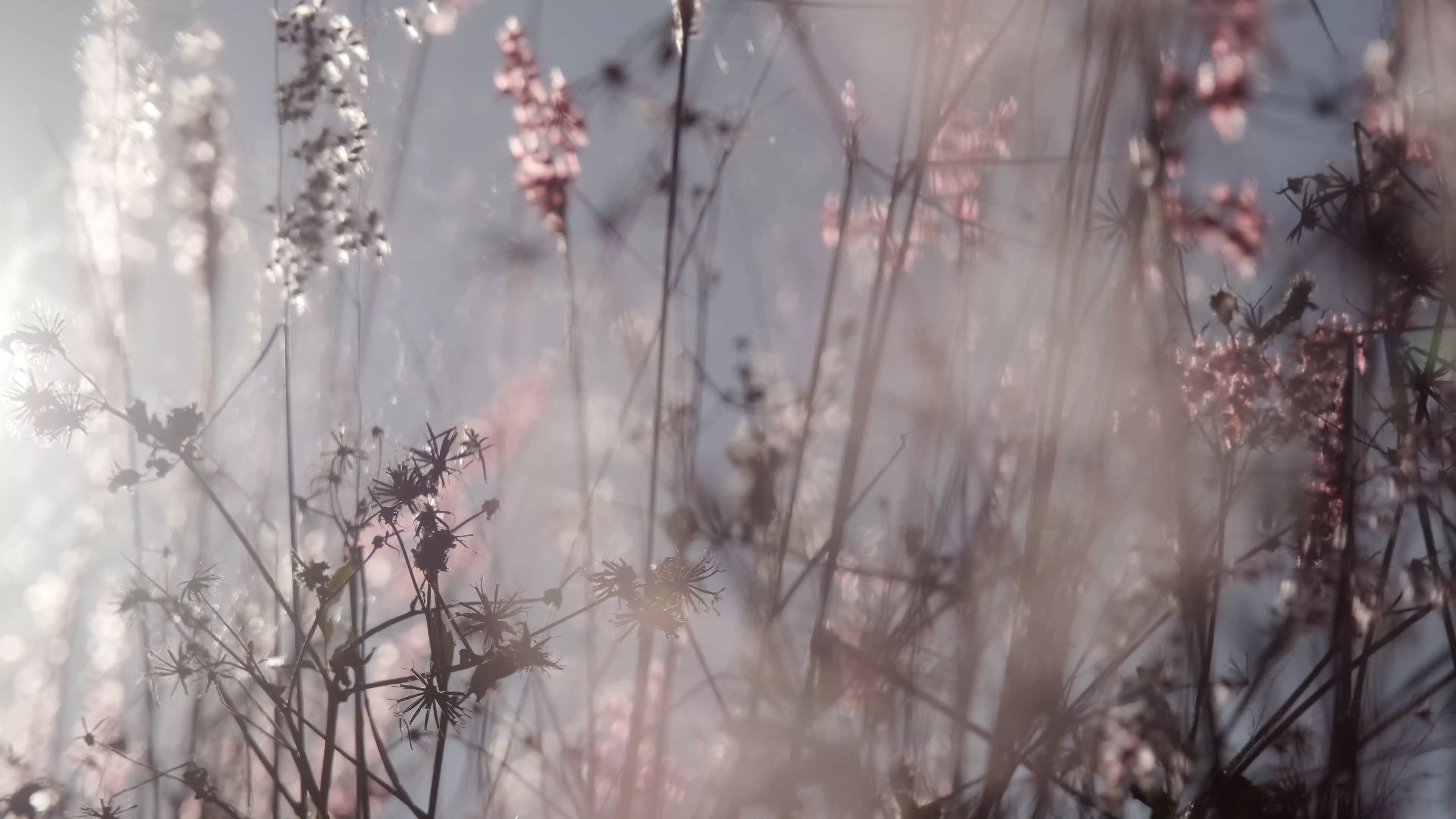 Defocused view of dry wildflowers