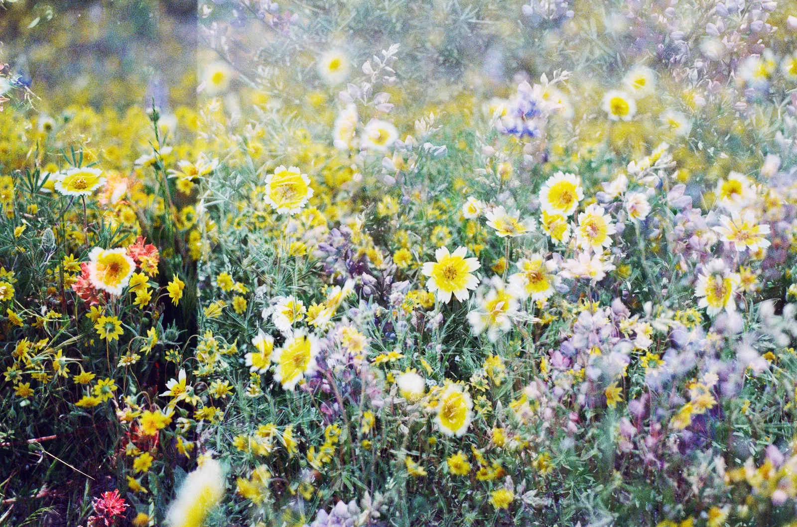 The Superbloom Is a Glimpse