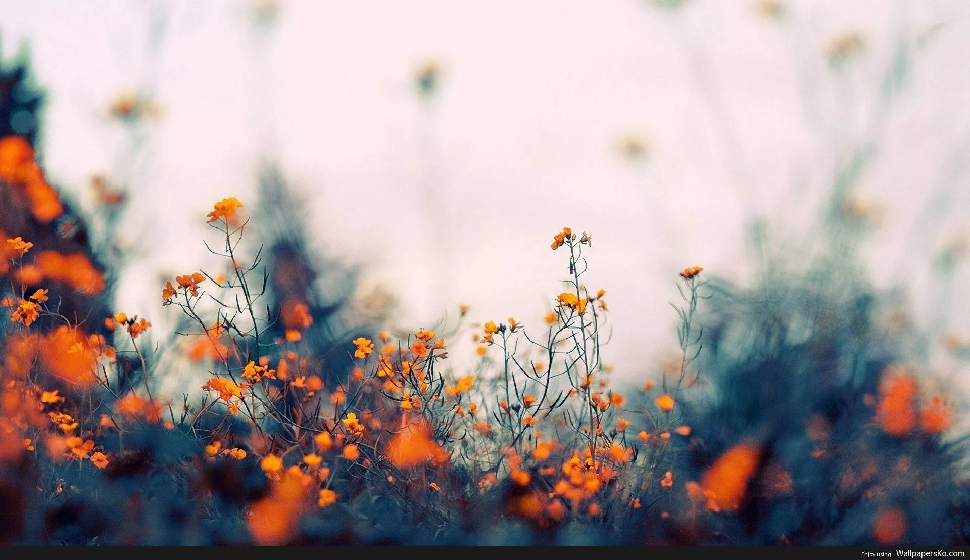 Vibrancy Of Spring Wallpaper