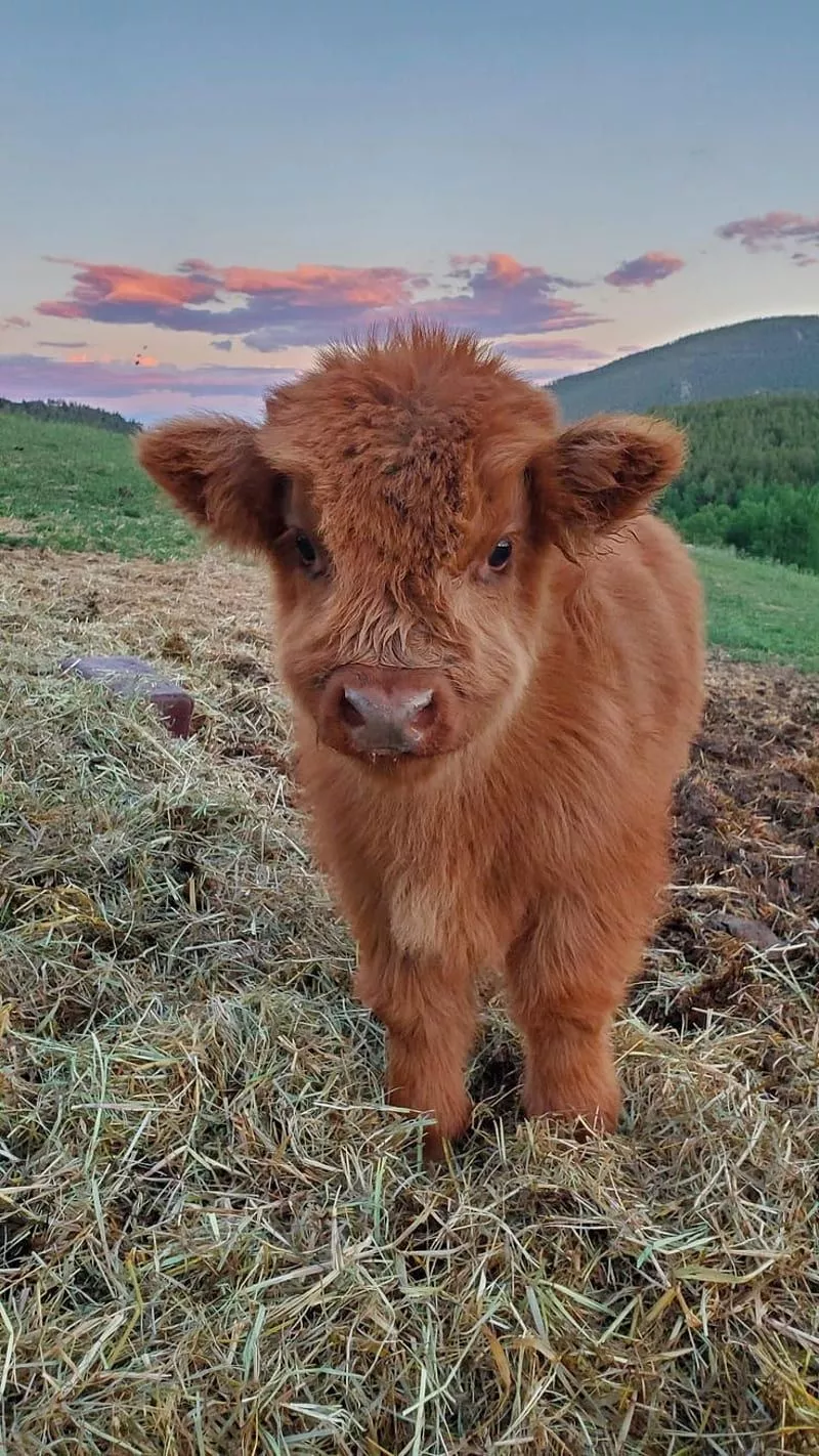 Cute cow, farm, cows, HD phone