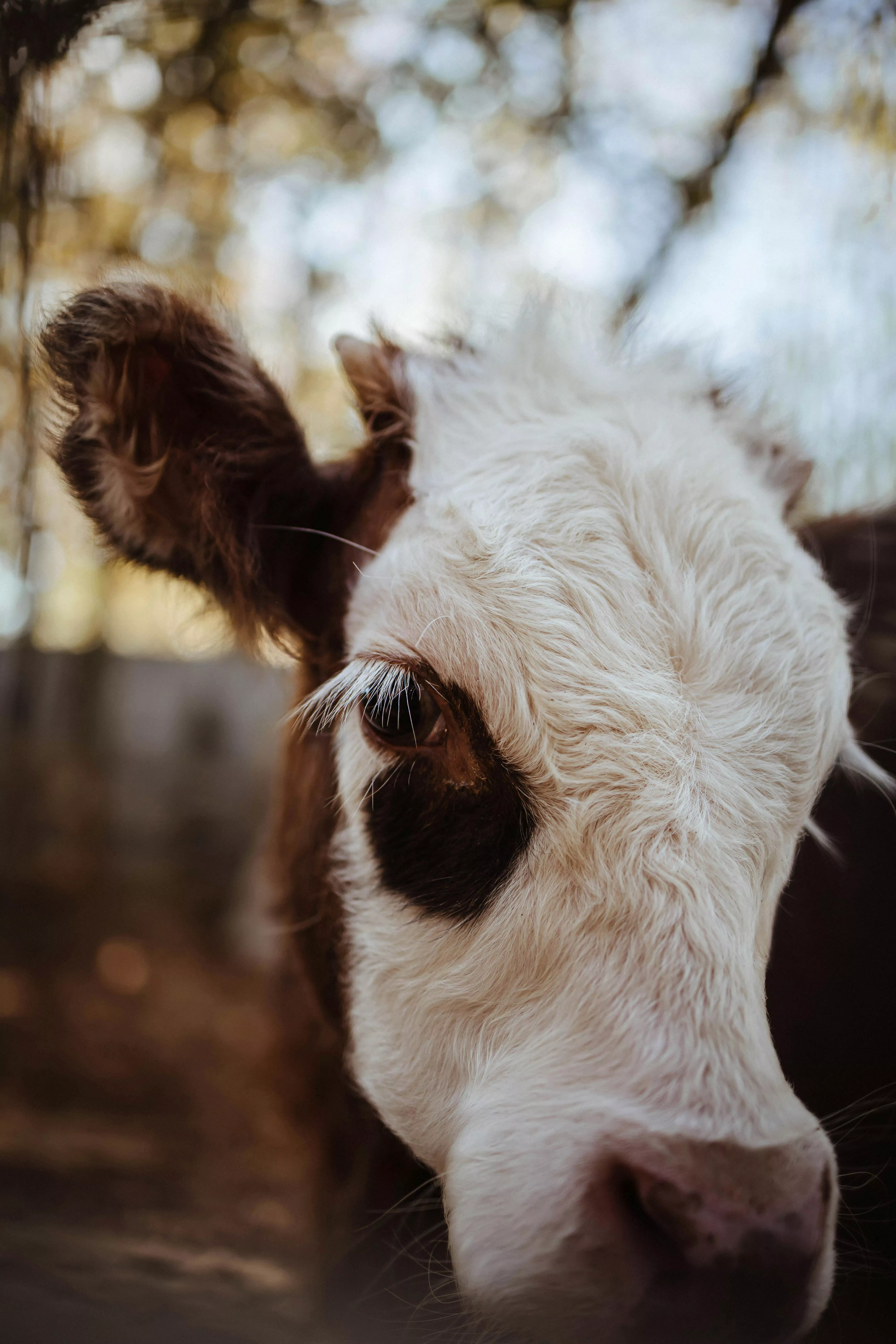 Cow Eyelashes Photo, Download The BEST