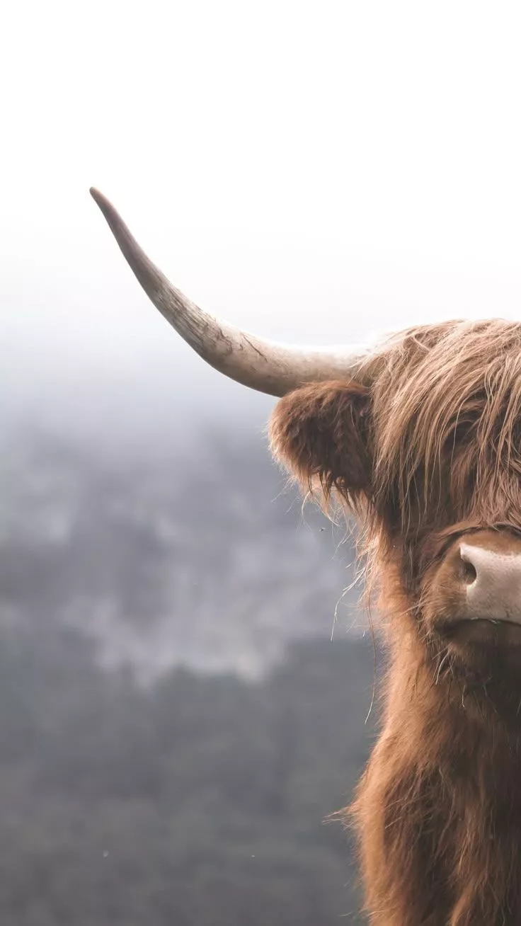 Cute Cow iPhone wallpaper