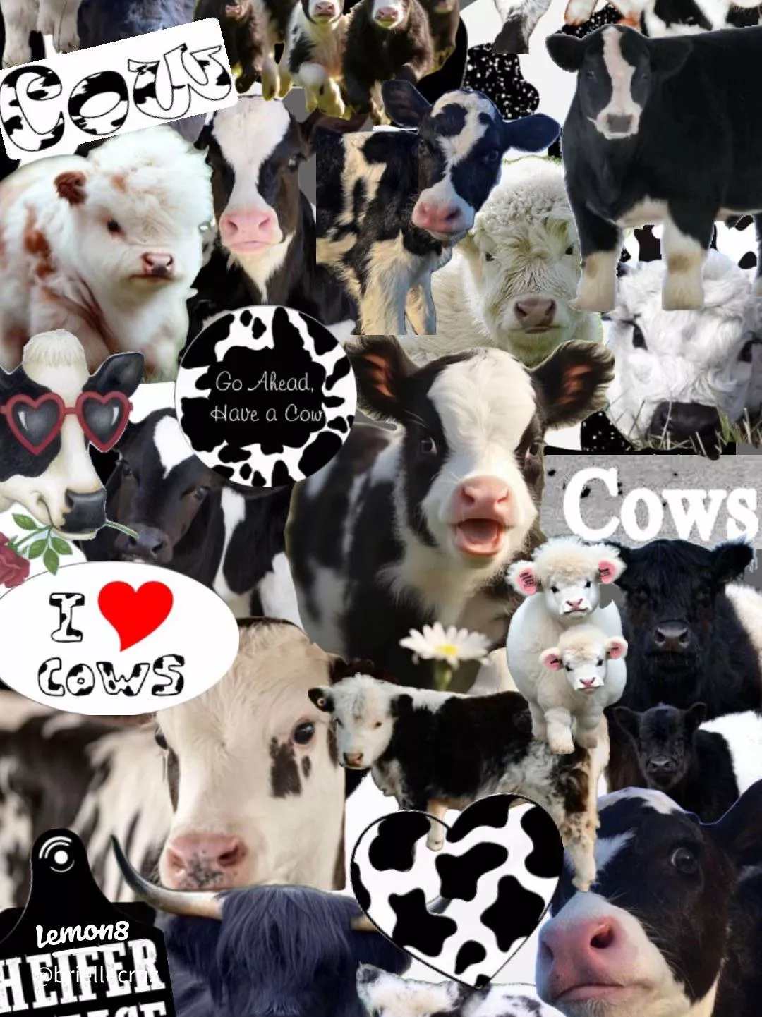 Cute cow wallpaper