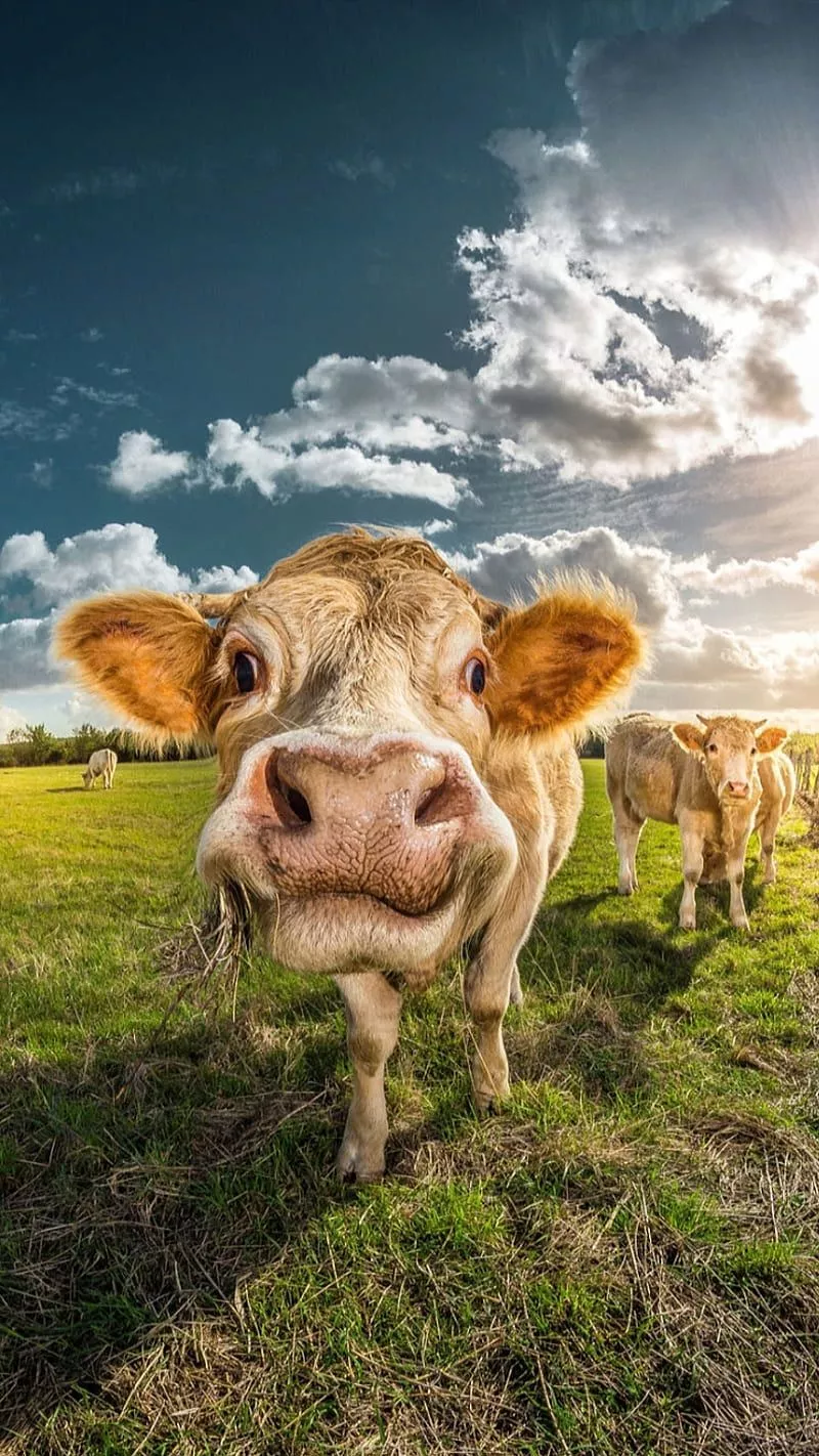 nature, sky, HD phone wallpaper