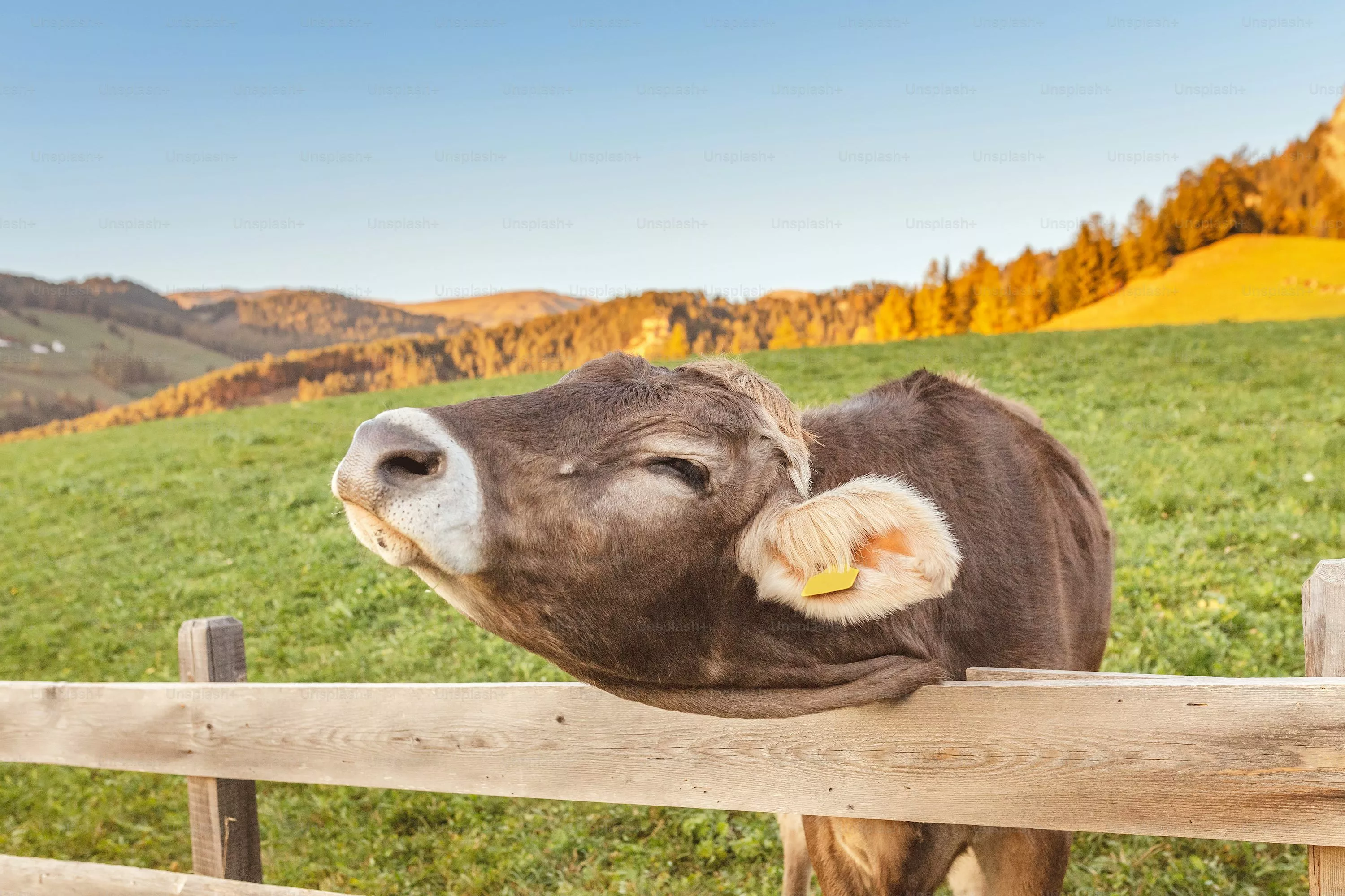 Cute Cow Picture. Download Free