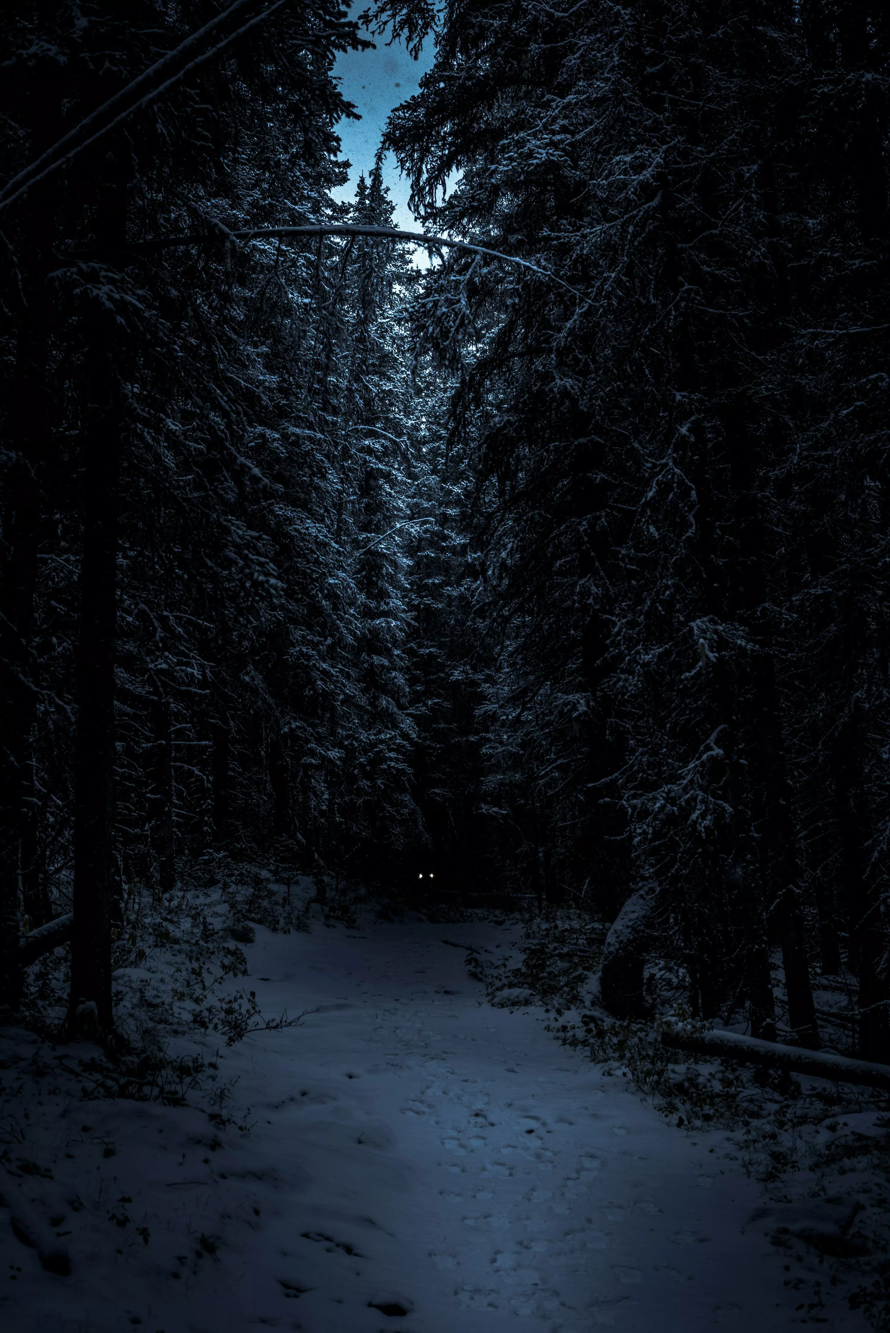 Dark Forest Picture HD