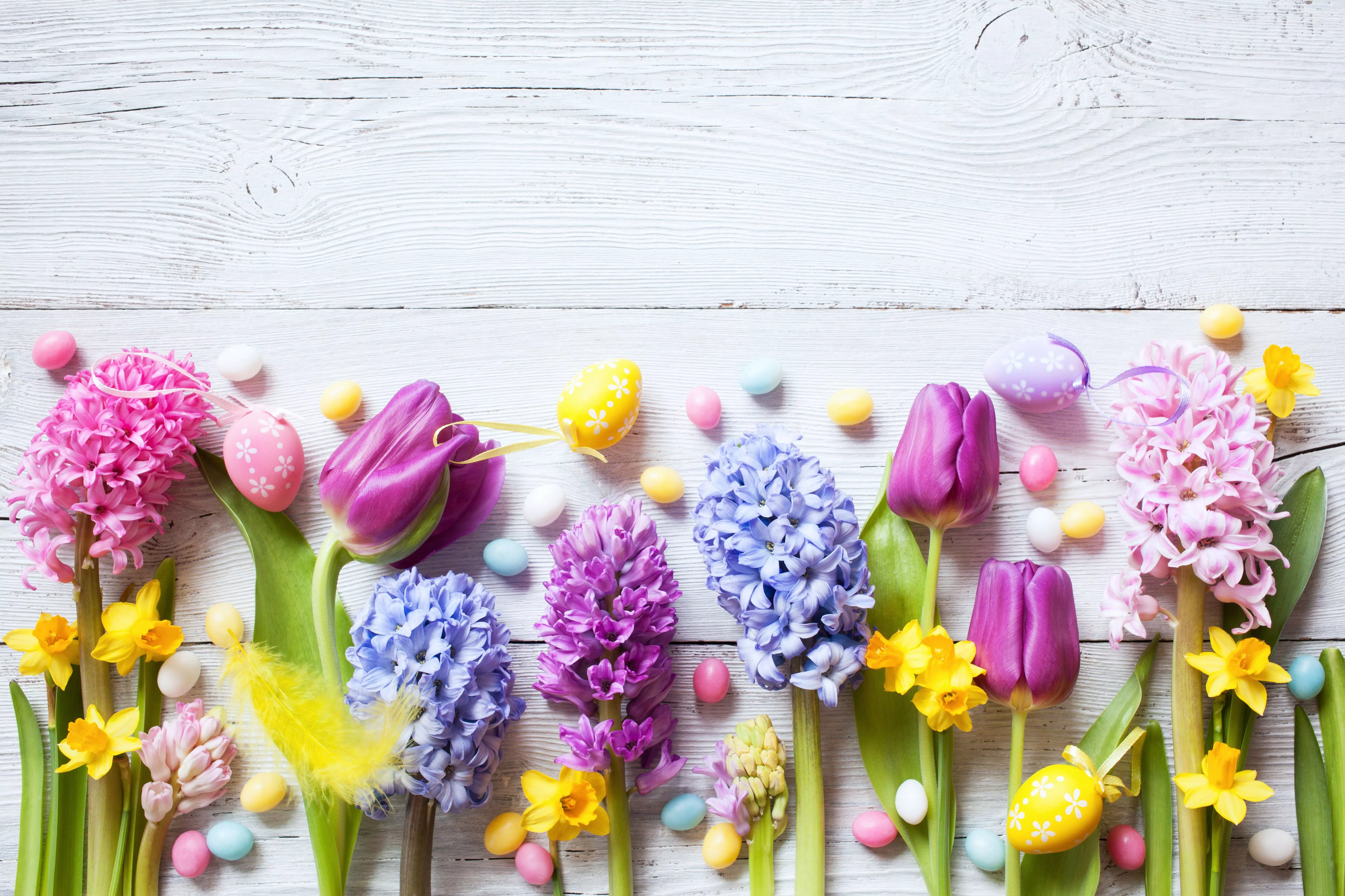 Download Easter Purple Flower Blue