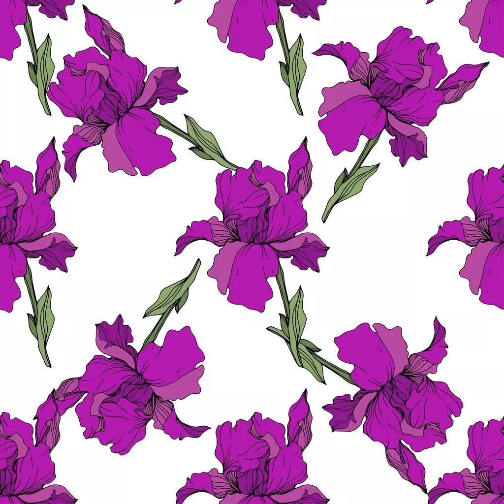 Vector Purple, Yellow And Blue Iris