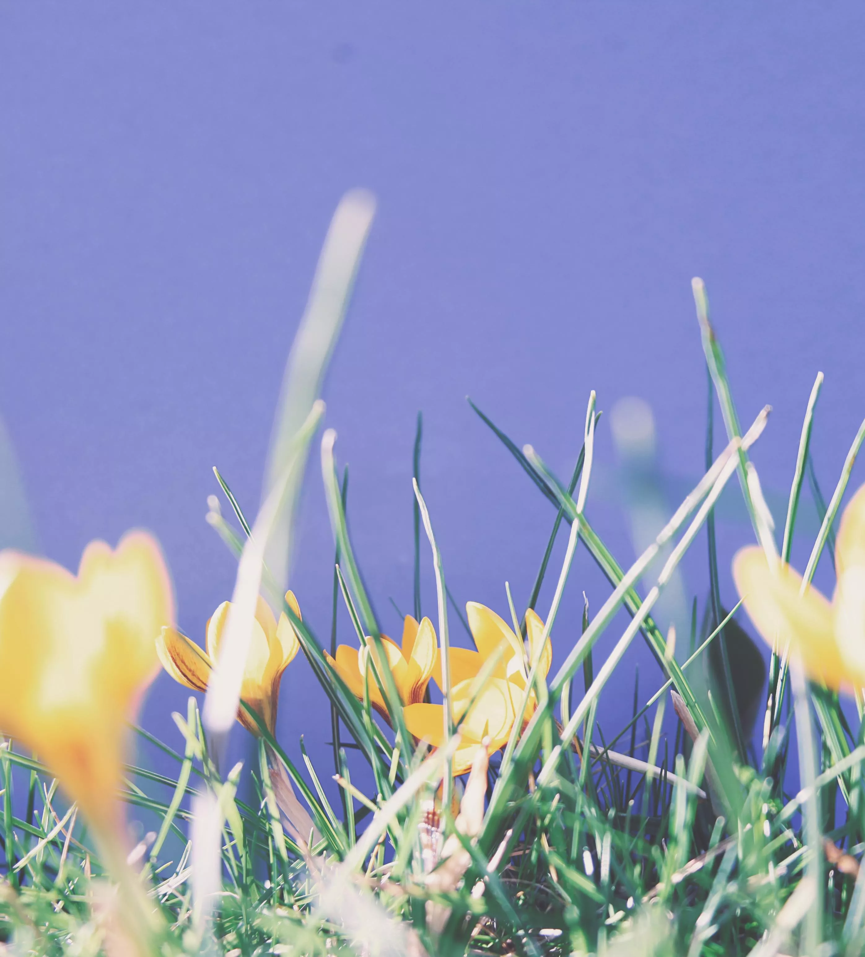 Yellow Crocus Flowers in Bloom · Free