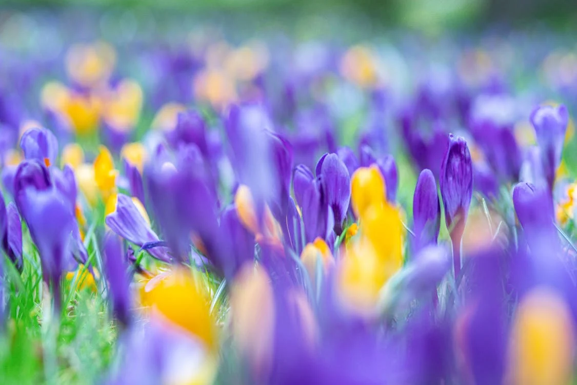 Blue Crocus Flowers · Free