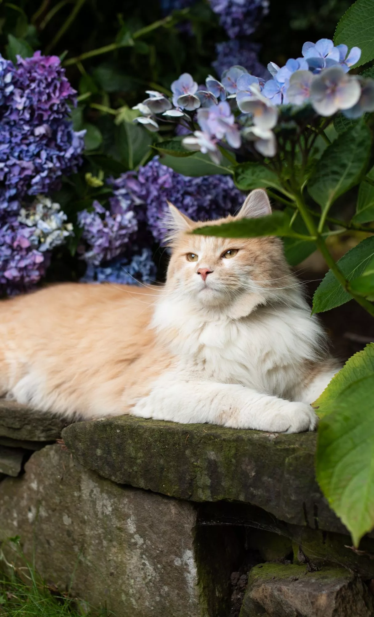 Cats and flowers spring wallpaper