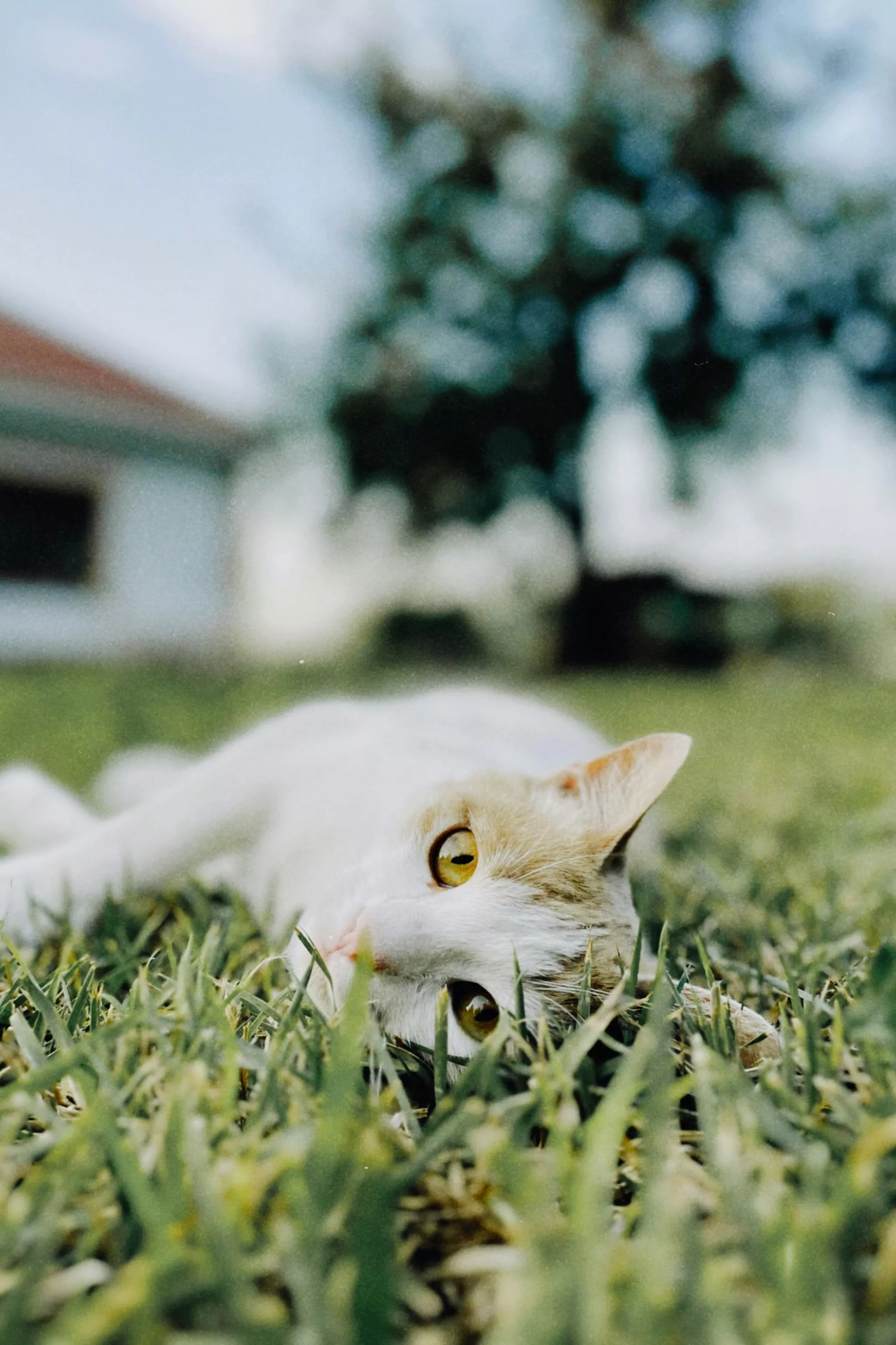 Cat Lying on Grass in Yard · Free Stock