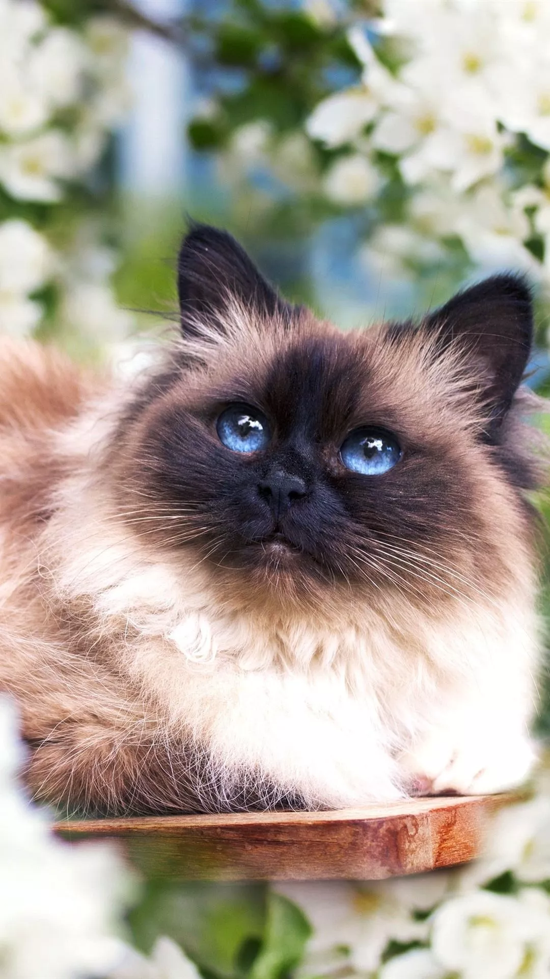 Furry cat, blue eyes, white flowers