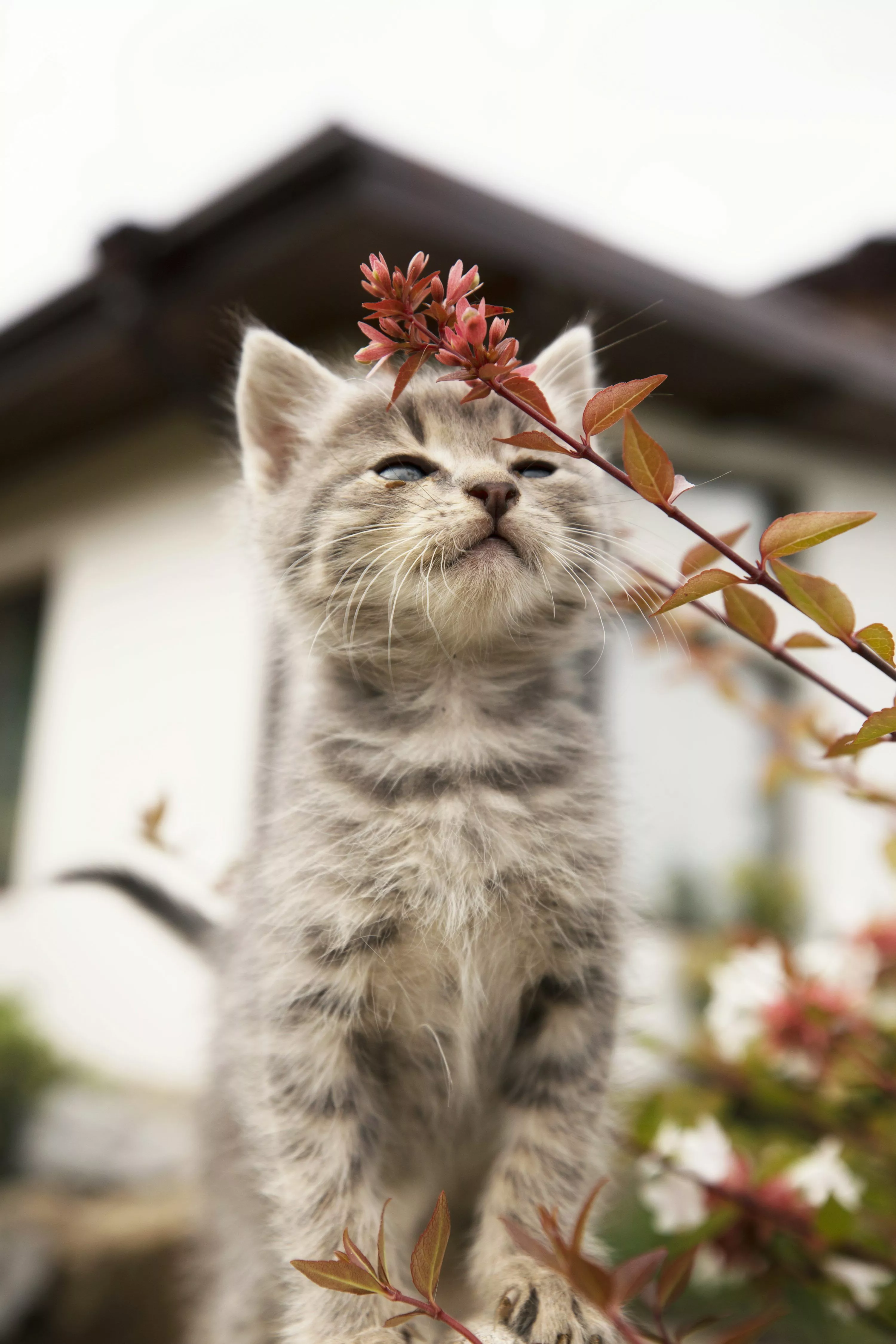 A cat sitting on the ground photo