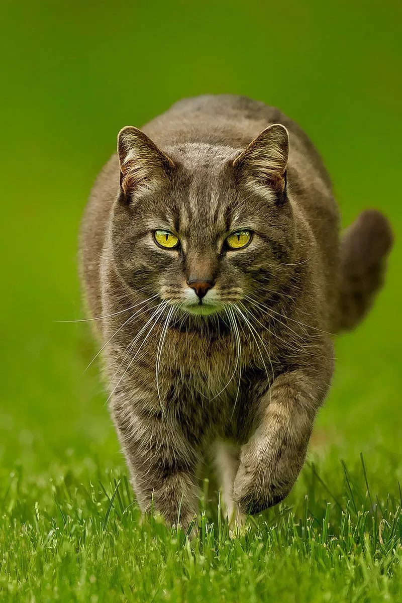 Download wallpaper 800x1200 cat, spring