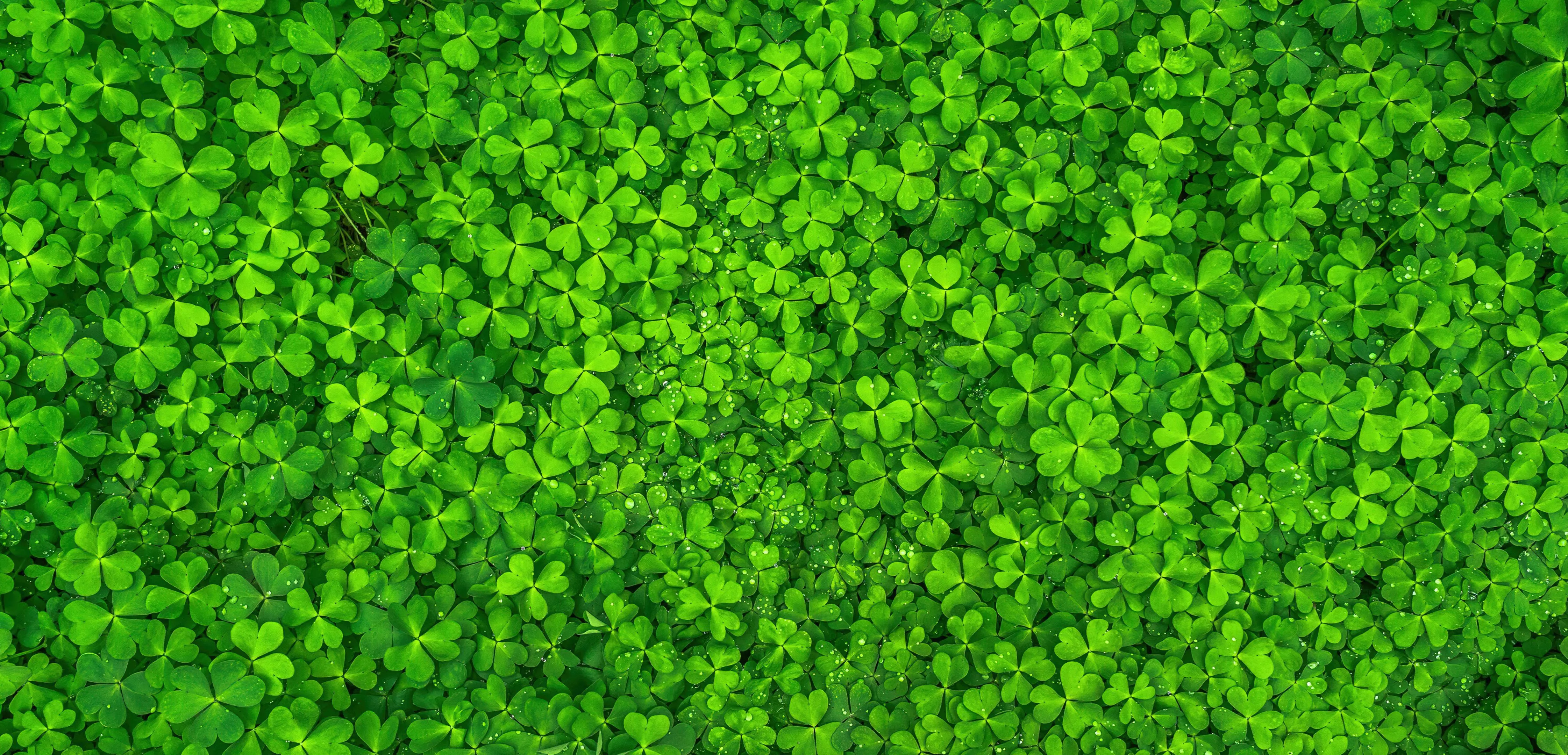 Wallpaper 4K, Shamrock, Clover