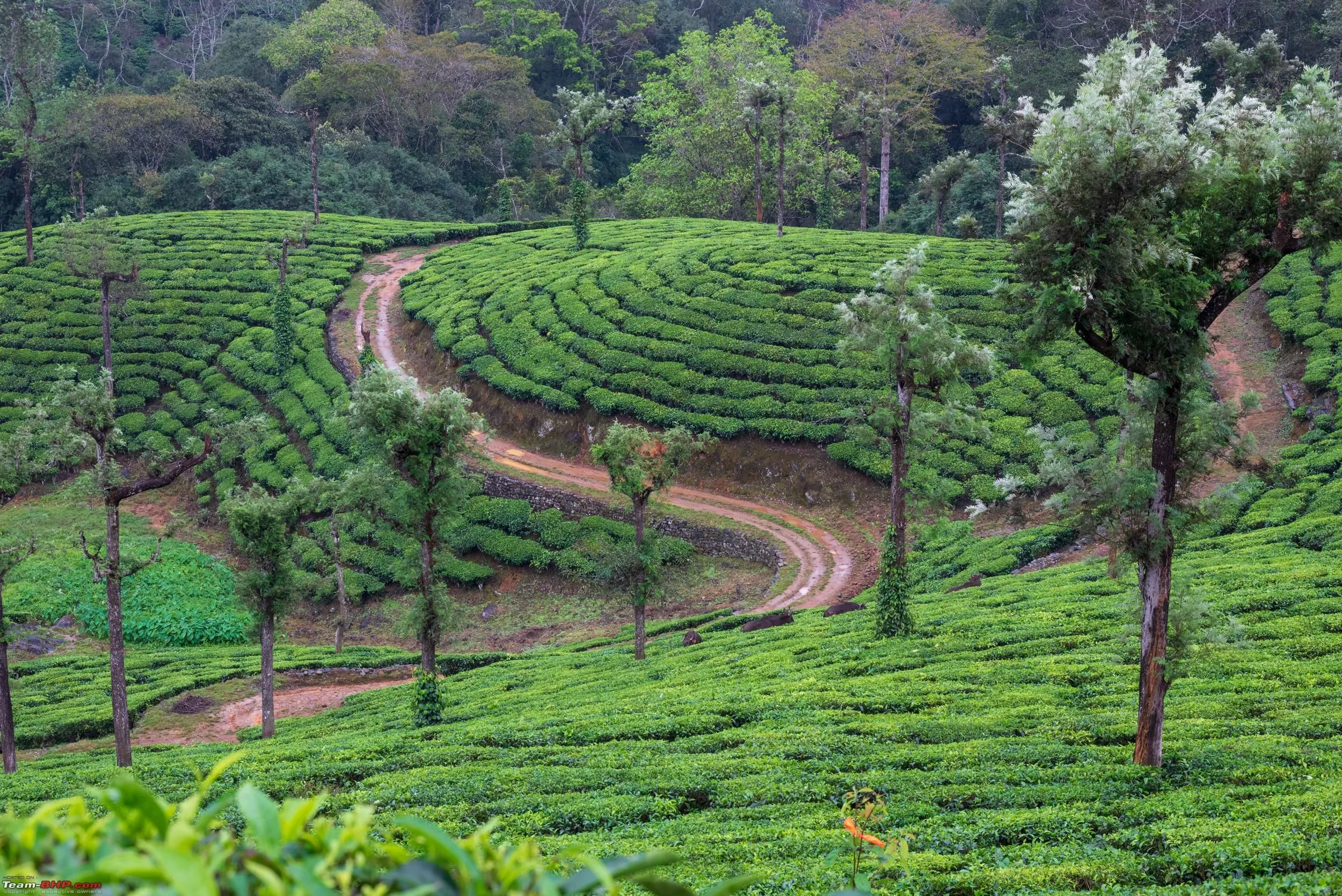 Landscapes and Wildlife from Valparai