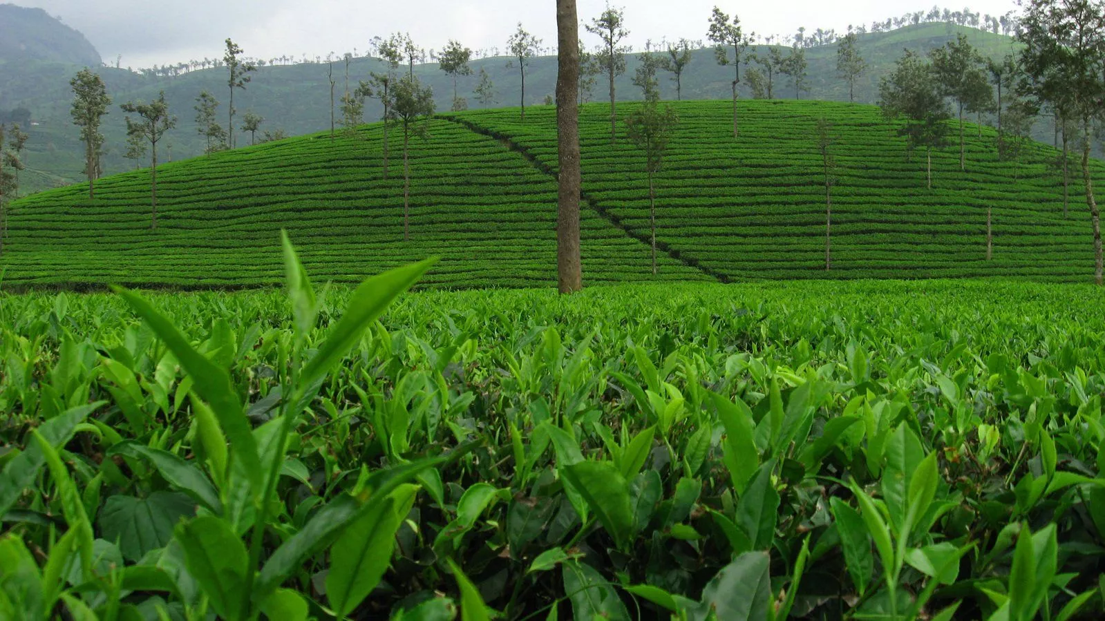 Valparai Tea Estate Free Photo Download