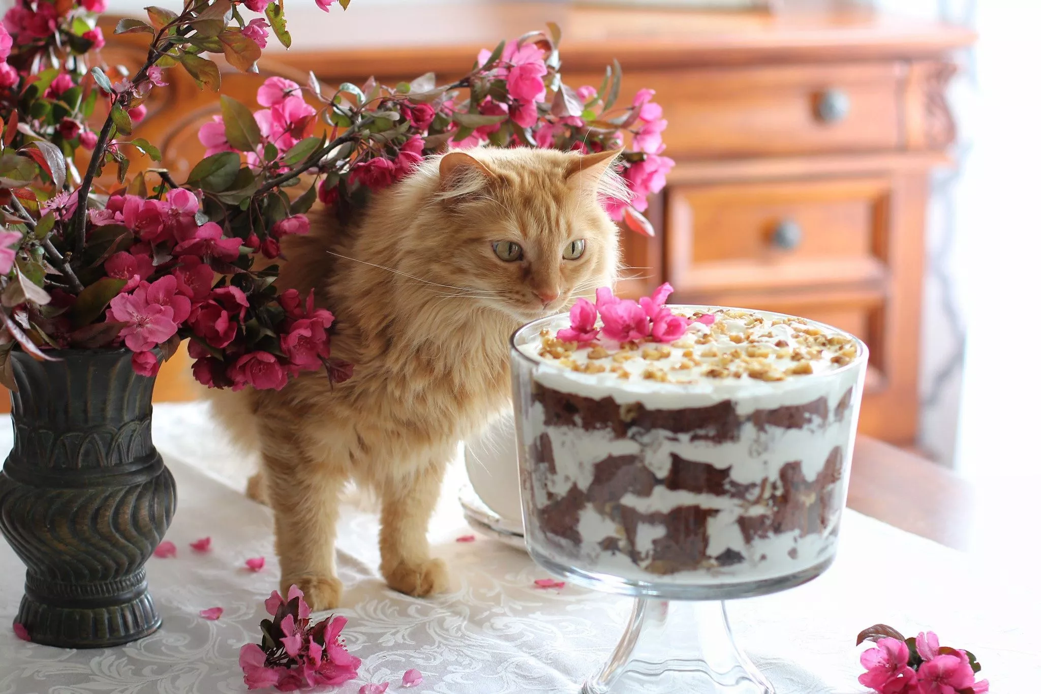 Cake Flower Animal Cat HD Wallpaper
