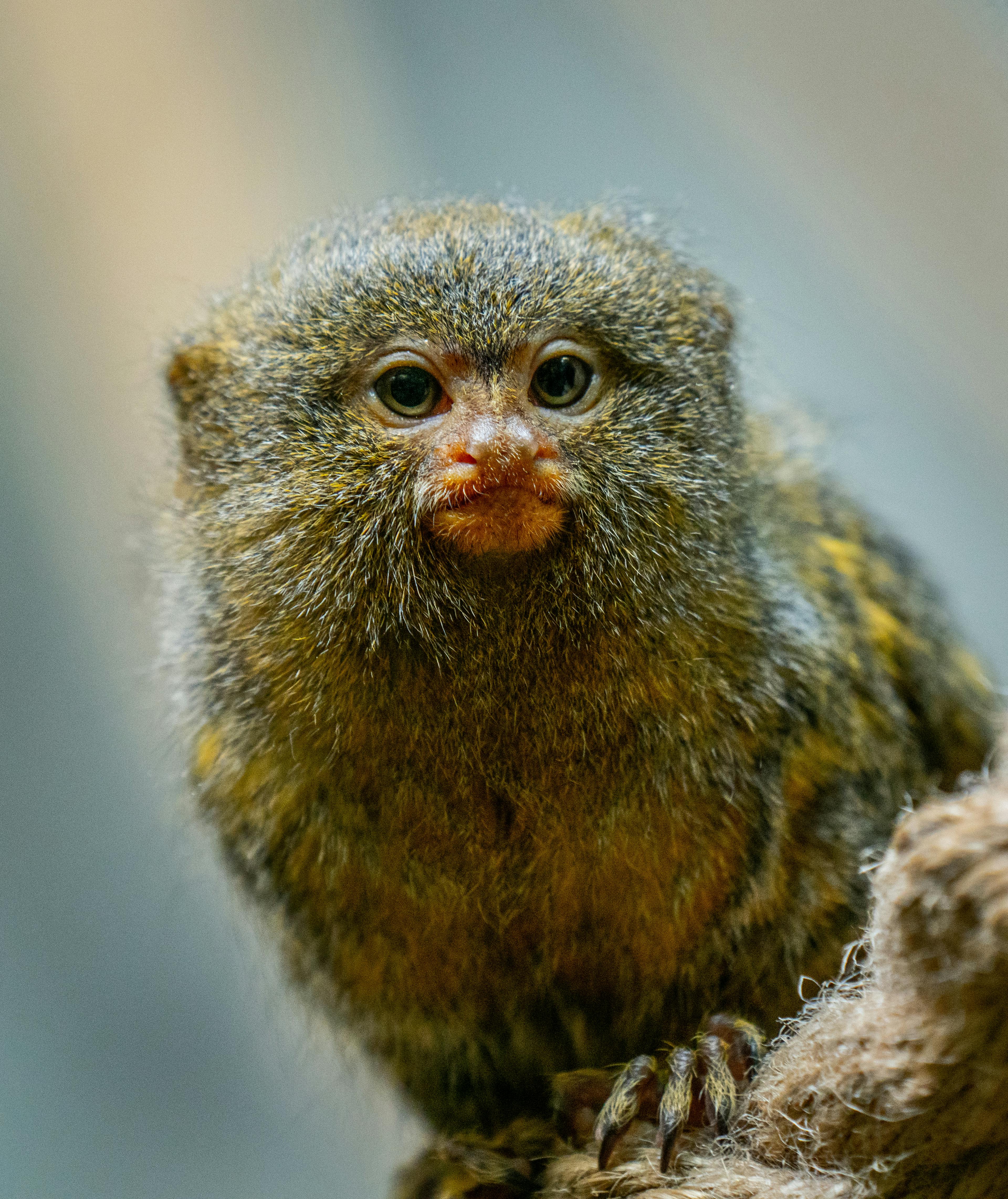 Hairy pygmy marmoset in nature · Free