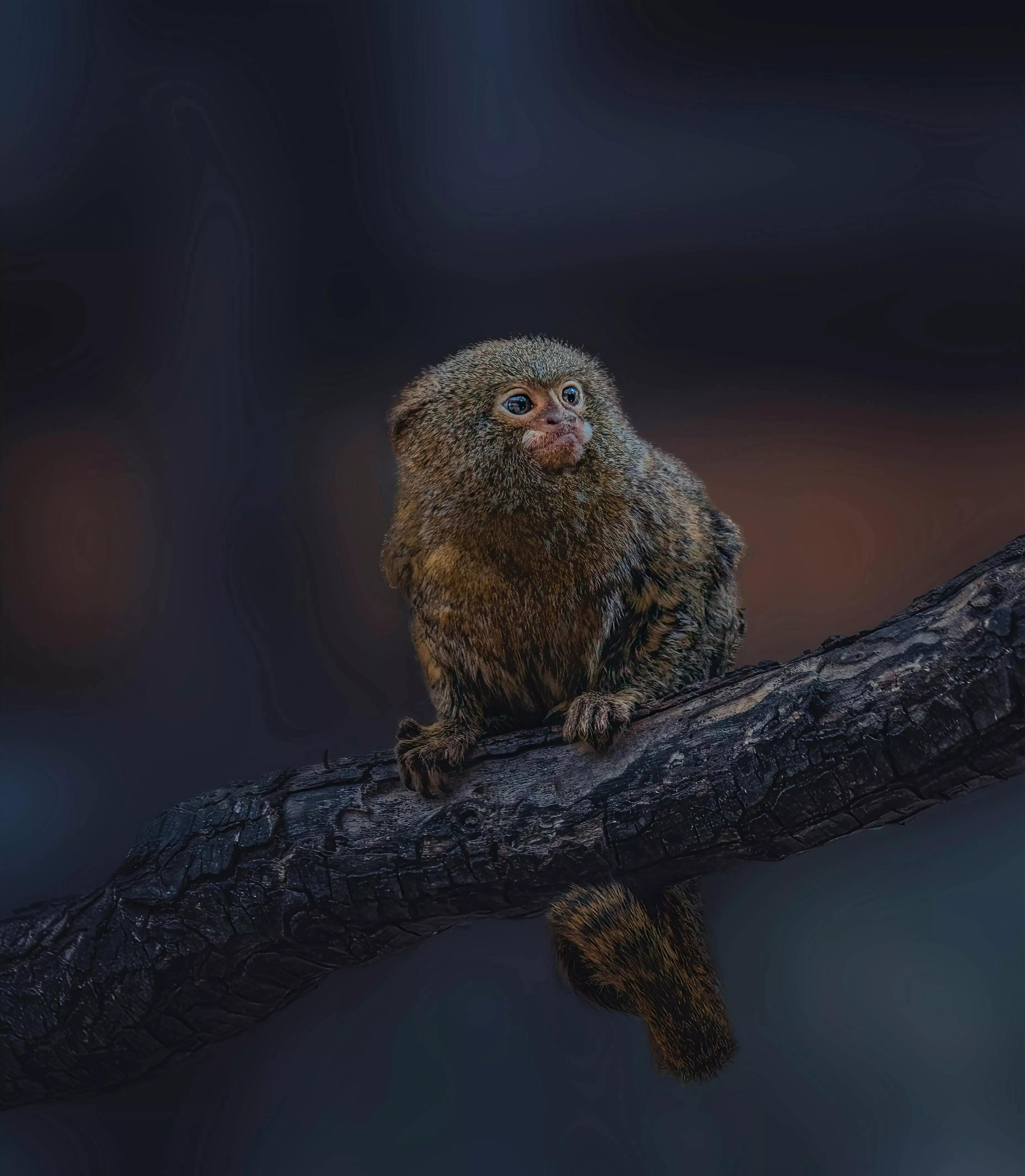 Pygmy Marmoset Photo, Download