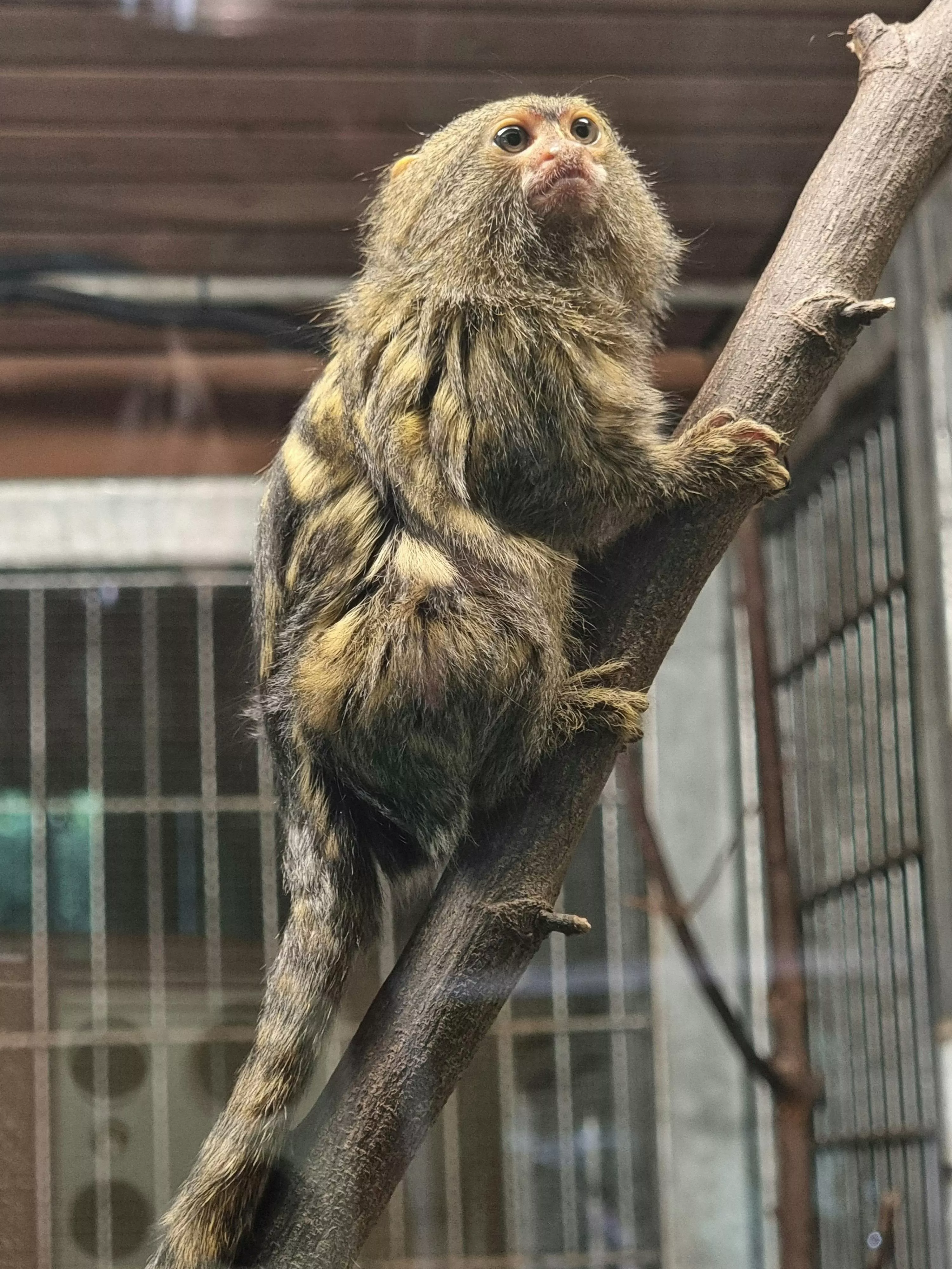 Pygmy Marmoset Photo, Download