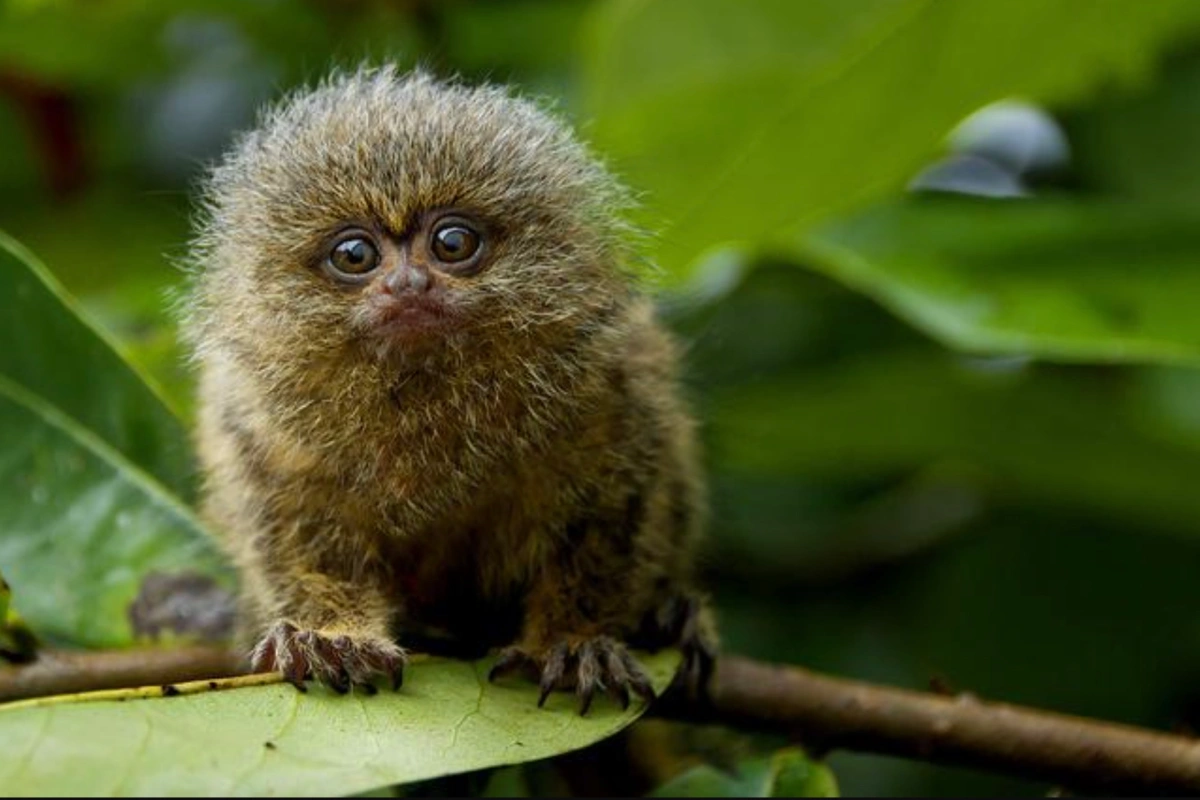 Pygmy Marmoset Cebuella niveiventris