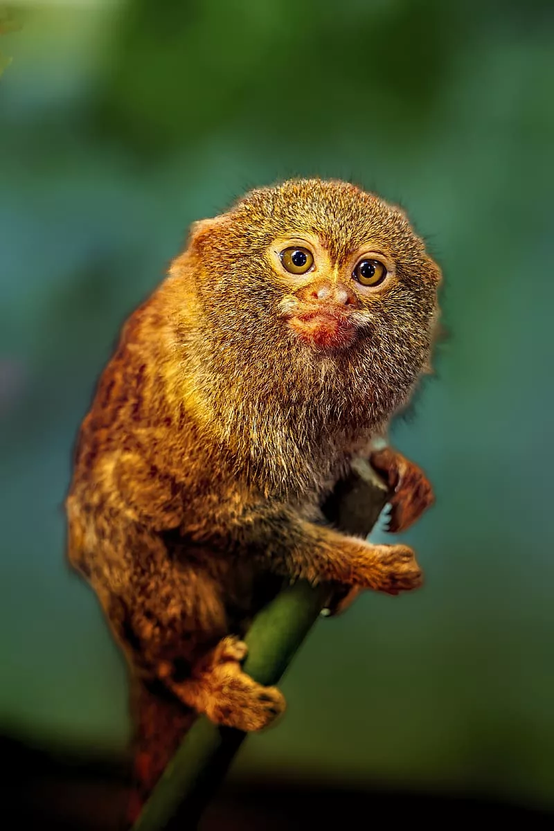 HD pygmy marmoset wallpaper