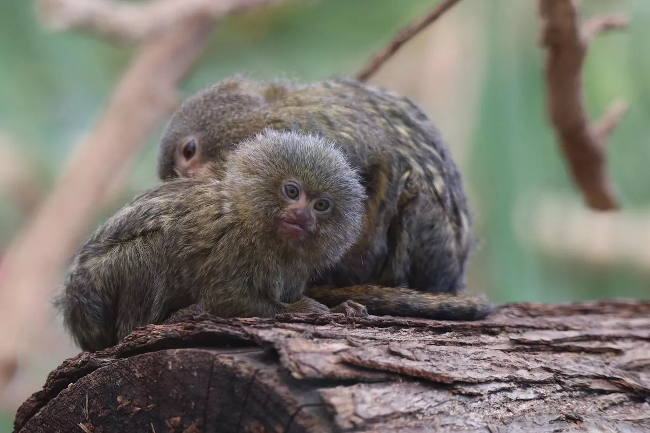Pygmy Marmoset Image