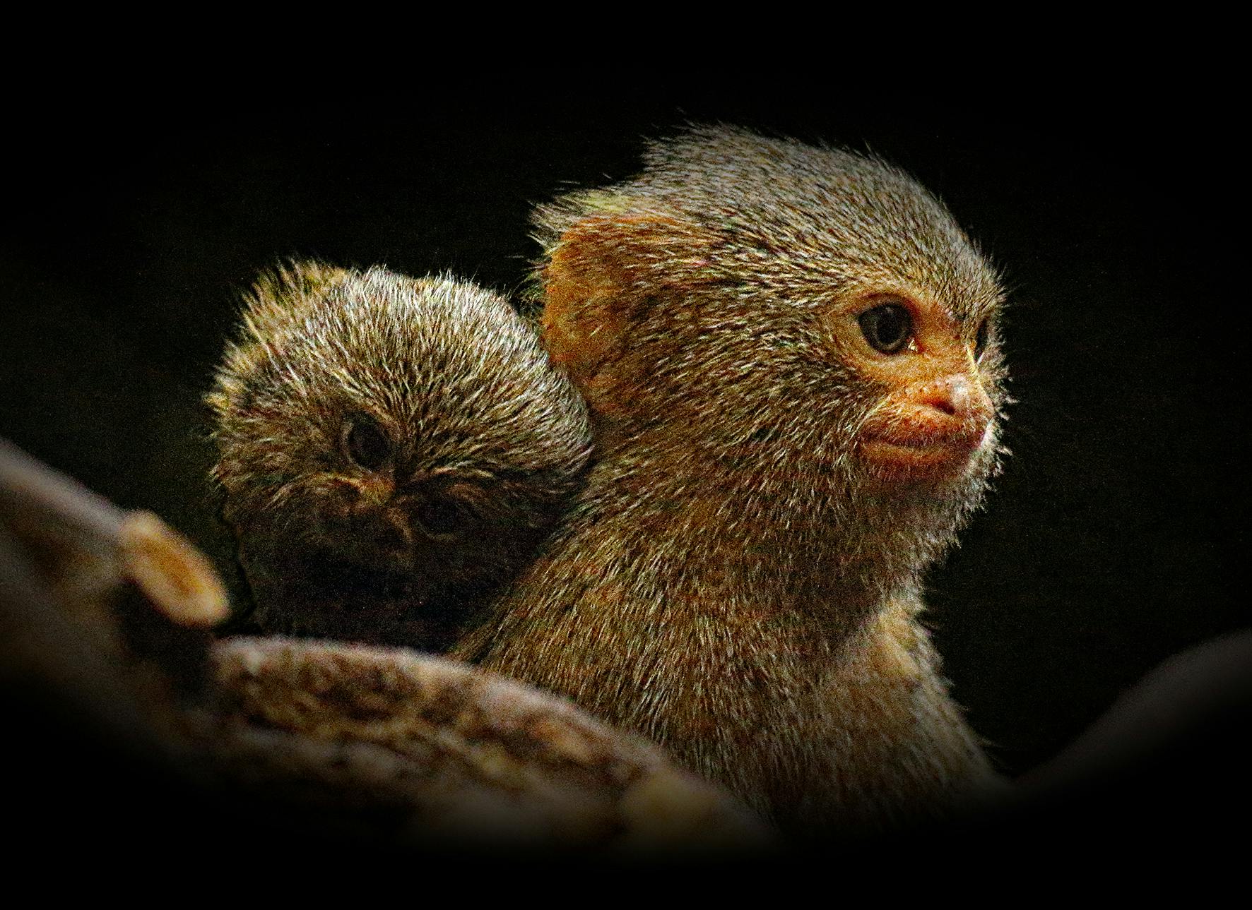 Close Up Of Monkey · Free