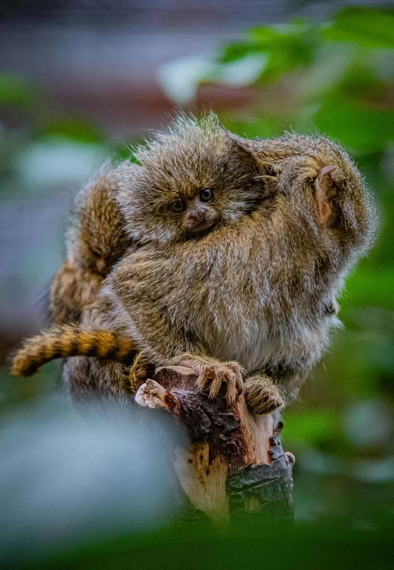 Marmoset