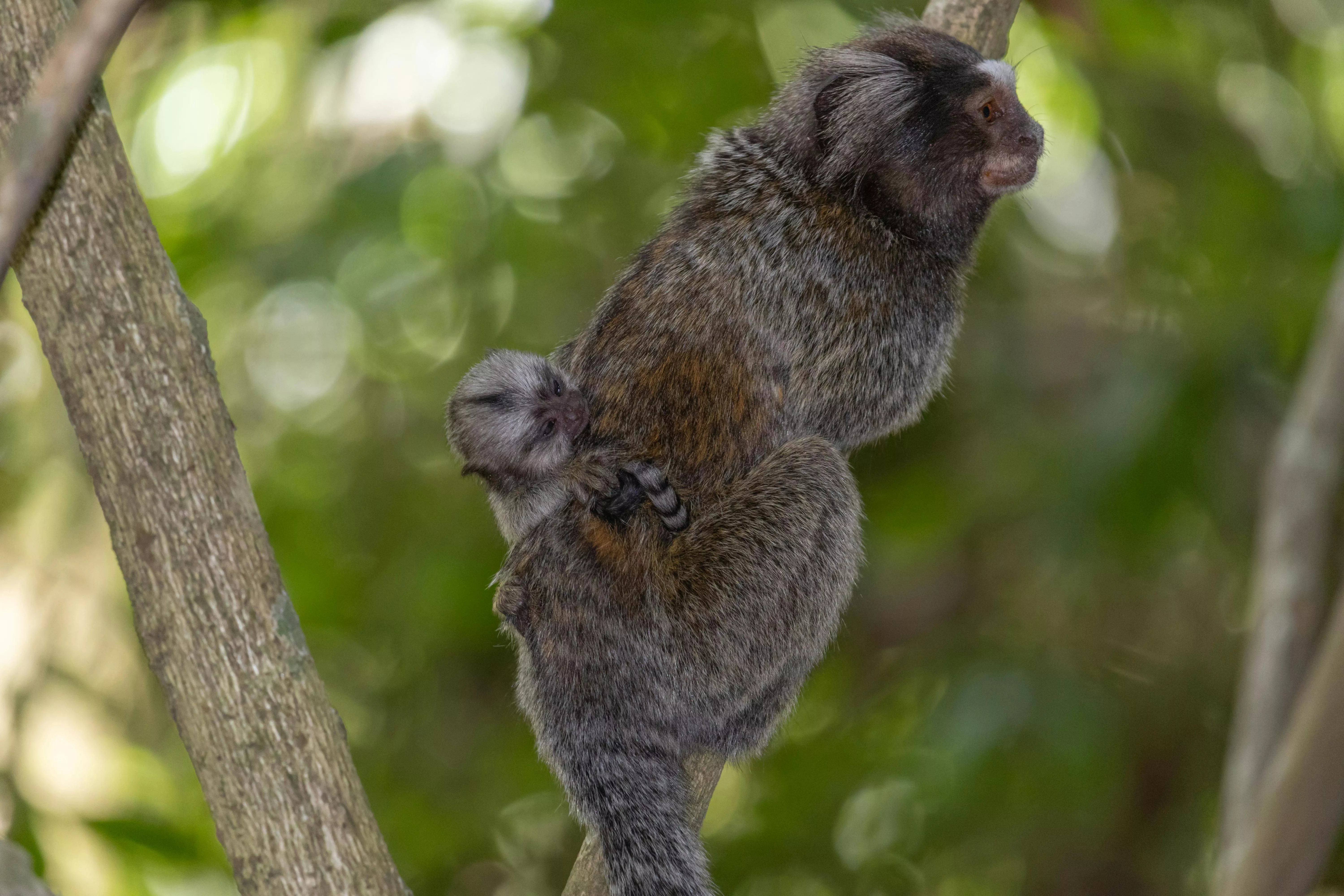Pygmy Marmoset Photo, Download