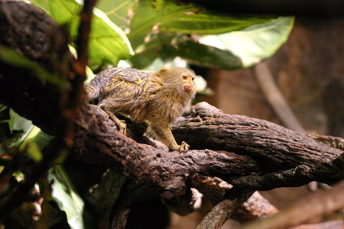 Pygmy Marmoset, Habitat, Diet
