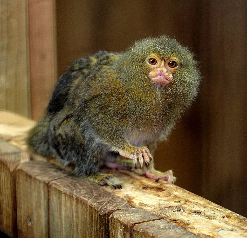 Pygmy Marmoset Cebuella pygmaea