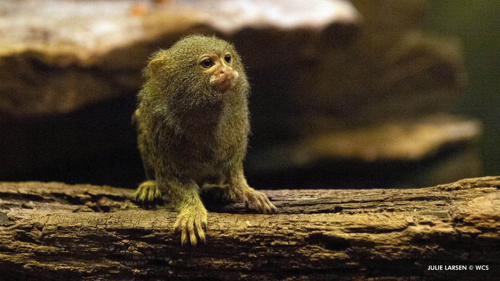 Bronx Zoo Monkey Day! Meet