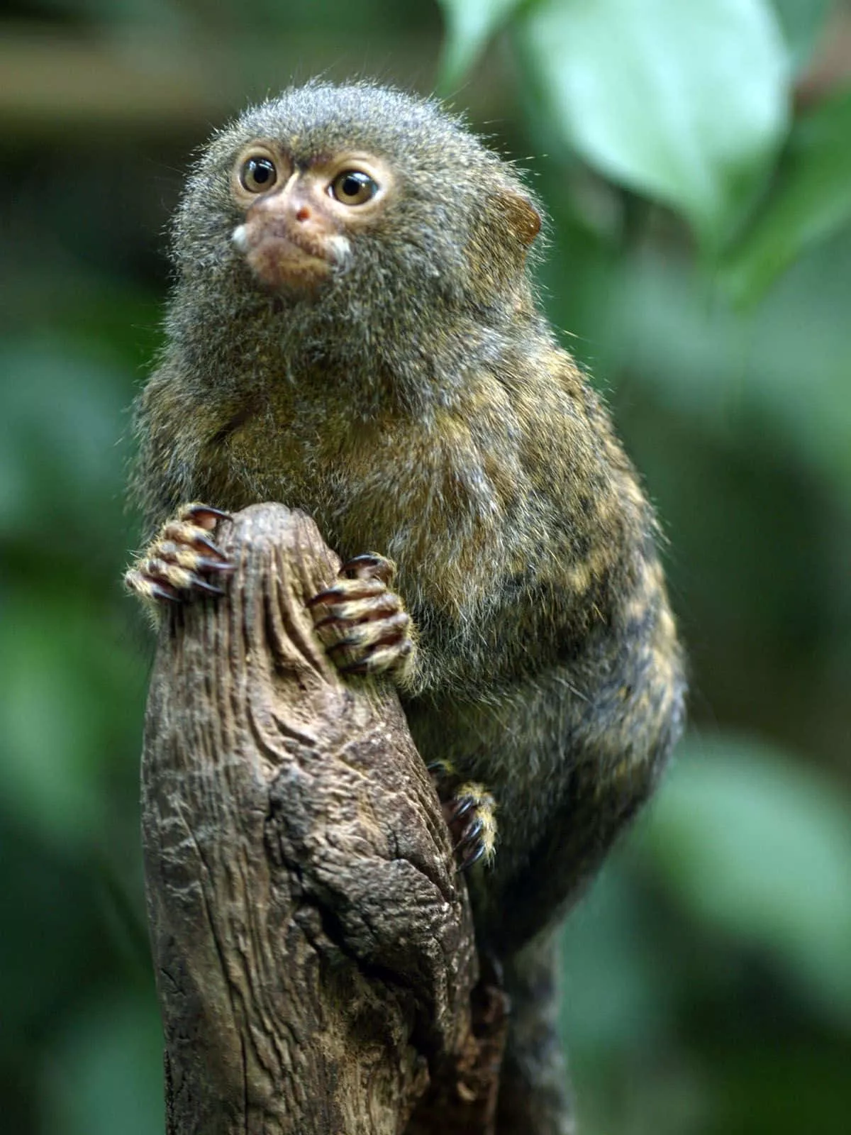 Marmoset Wallpaper
