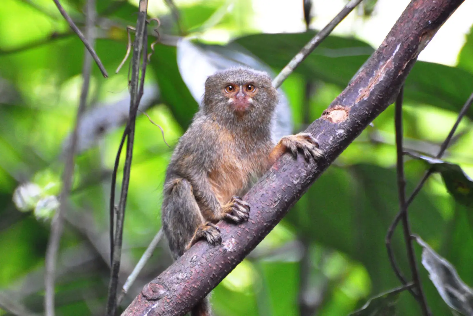 Pygmy Marmoset, Diet, Habitat