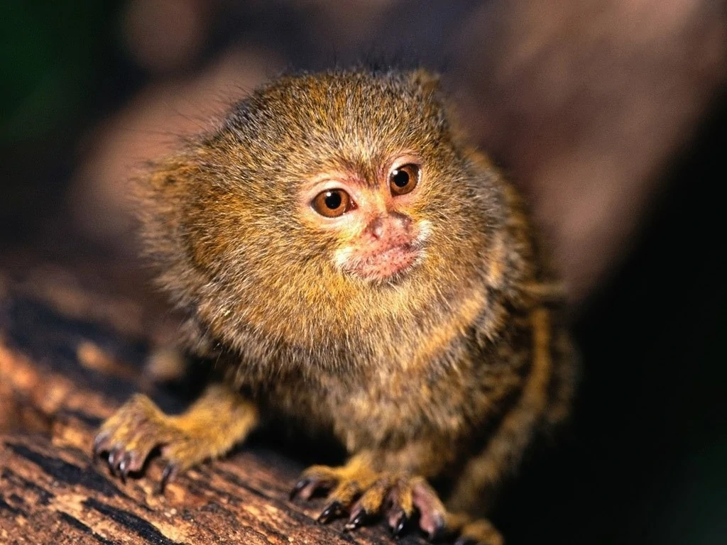 Pygmy Marmoset